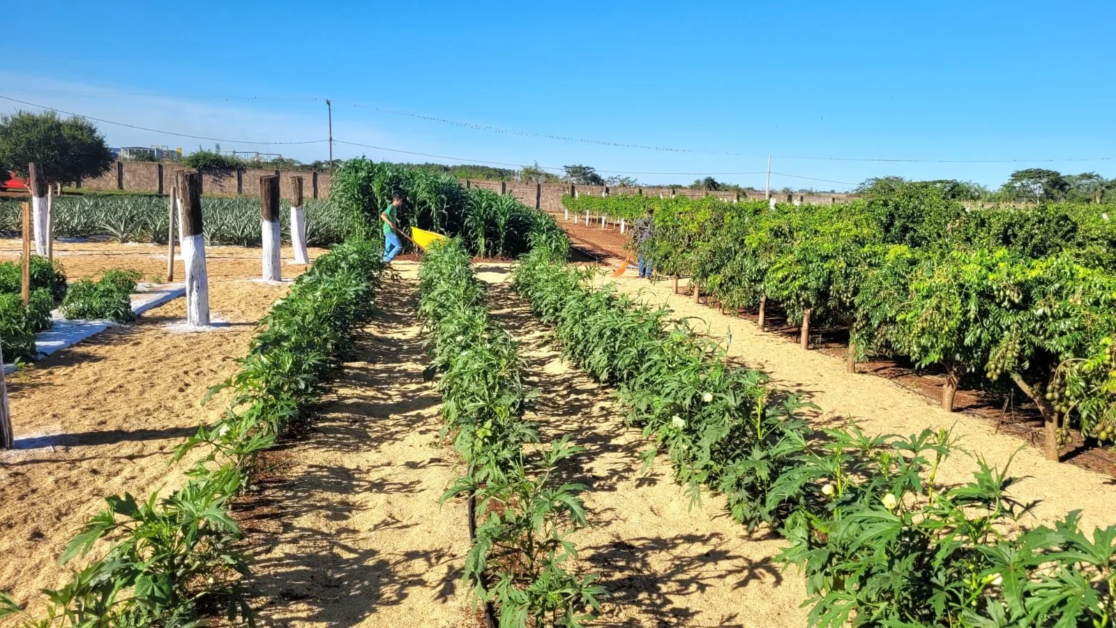 Projeto Fazendinha apresenta diversidade de cultivos na Horticultura durante a 57ª Expoagro
