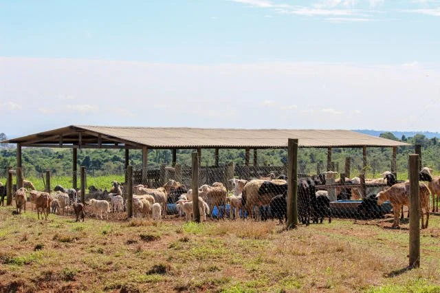 Embrapa participa da Expoagro com destaque aos sistemas de produção agropecuária