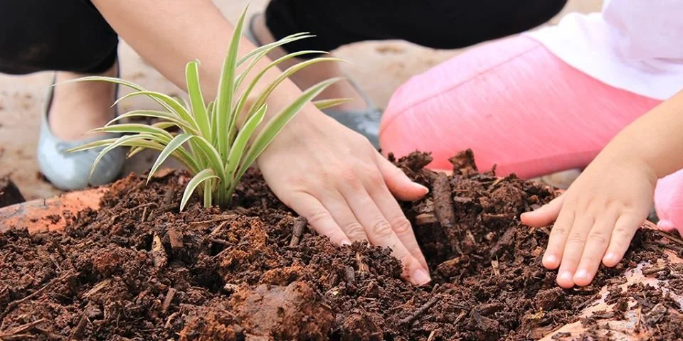 Sindicato Rural abre inscrições para cursos em forragens para ovinos, paisagismo e instalações em eletricidade