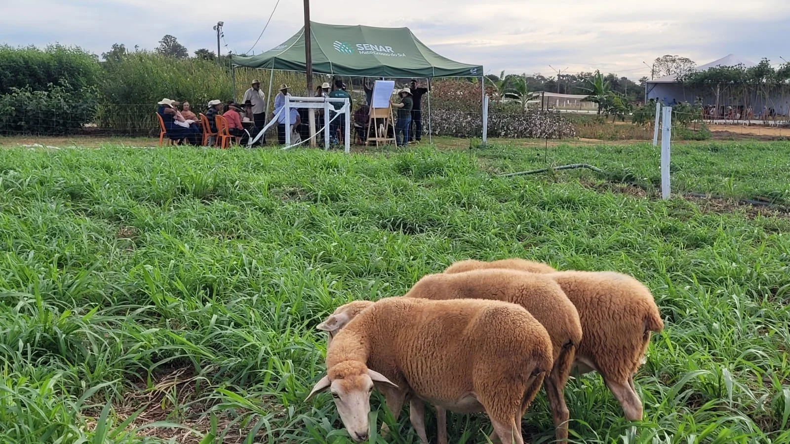Dia de Campo apresenta projetos de horticultura e produção de ovinos integrada a de peixes em tanques