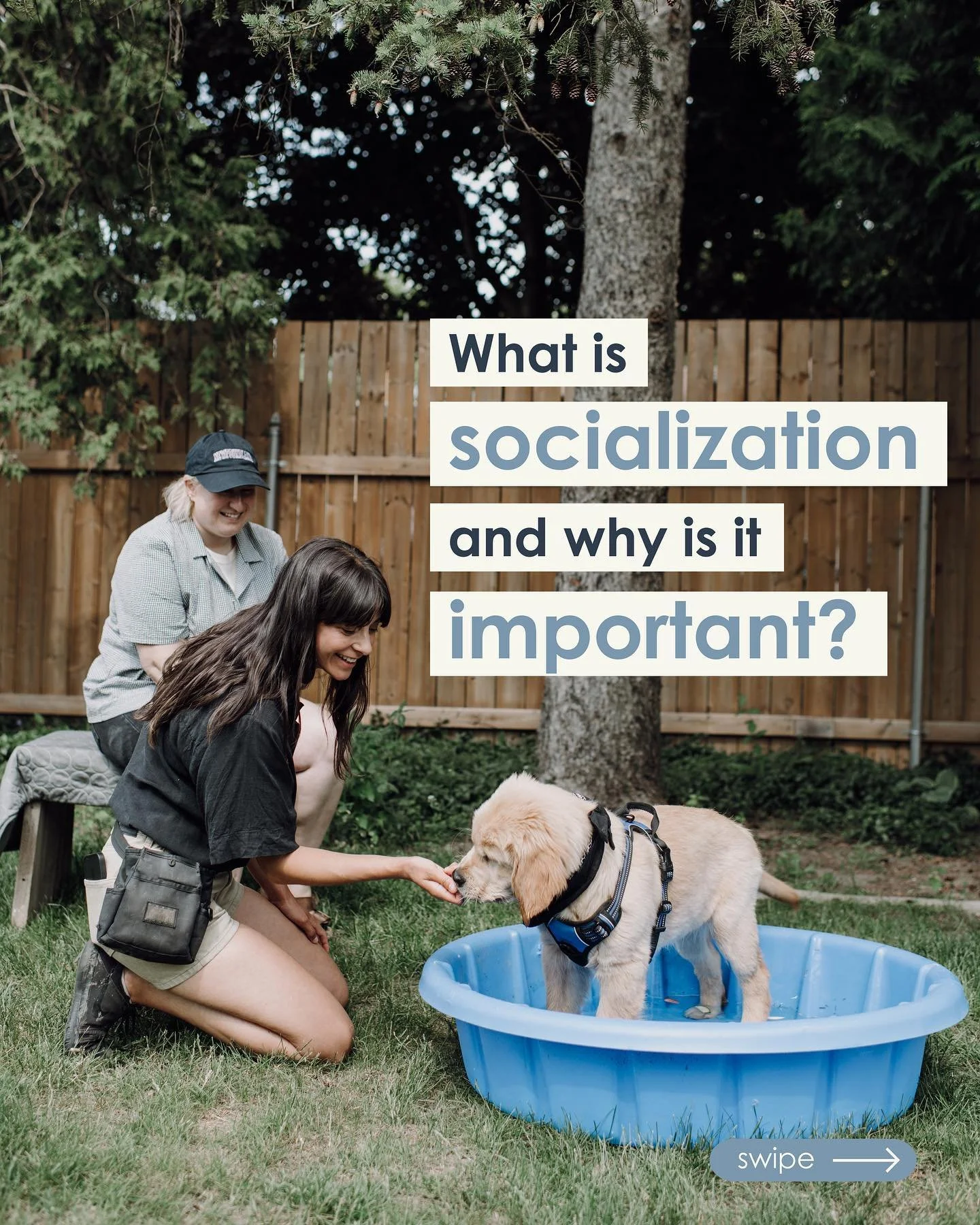 ✨ATTN: Puppy Parents! 

What you should know about this critical developmental period of your dogs life! 🐶🐾✨

Puppy Socialization Class enrolment is open until June 26th! 🗓️

For more information or to register  for this 6-week course visit us at 