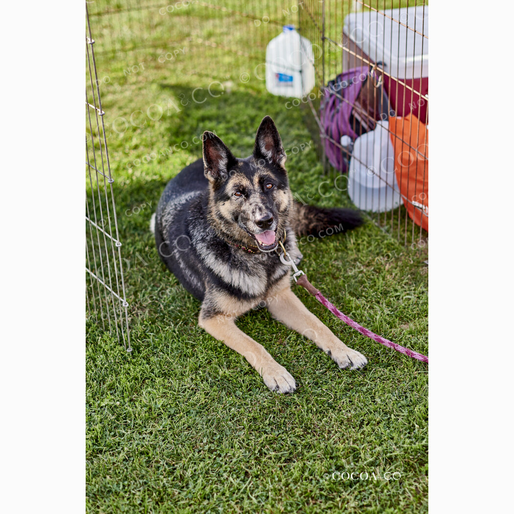 No. 2716 | USA vs Jamaica - Traditional Style