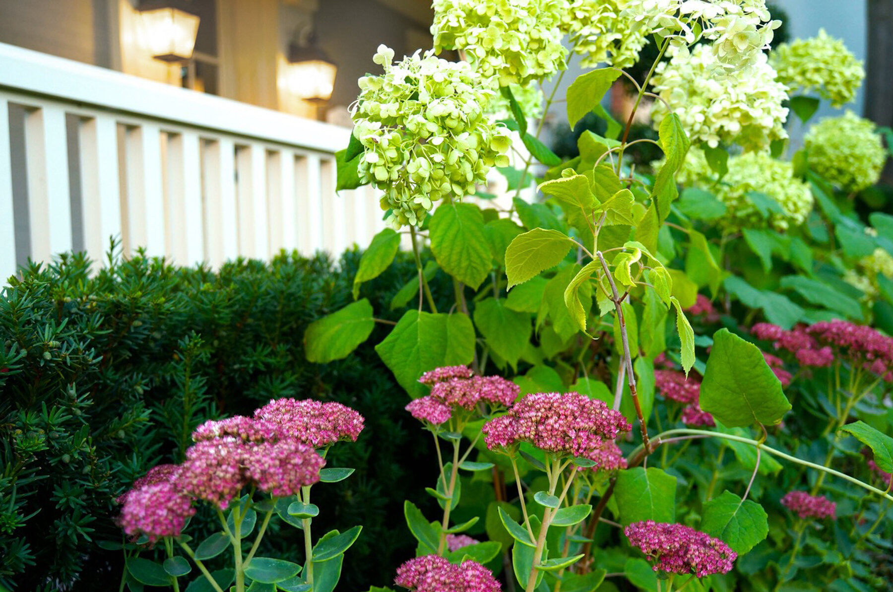 For_Hydrangea.jpg