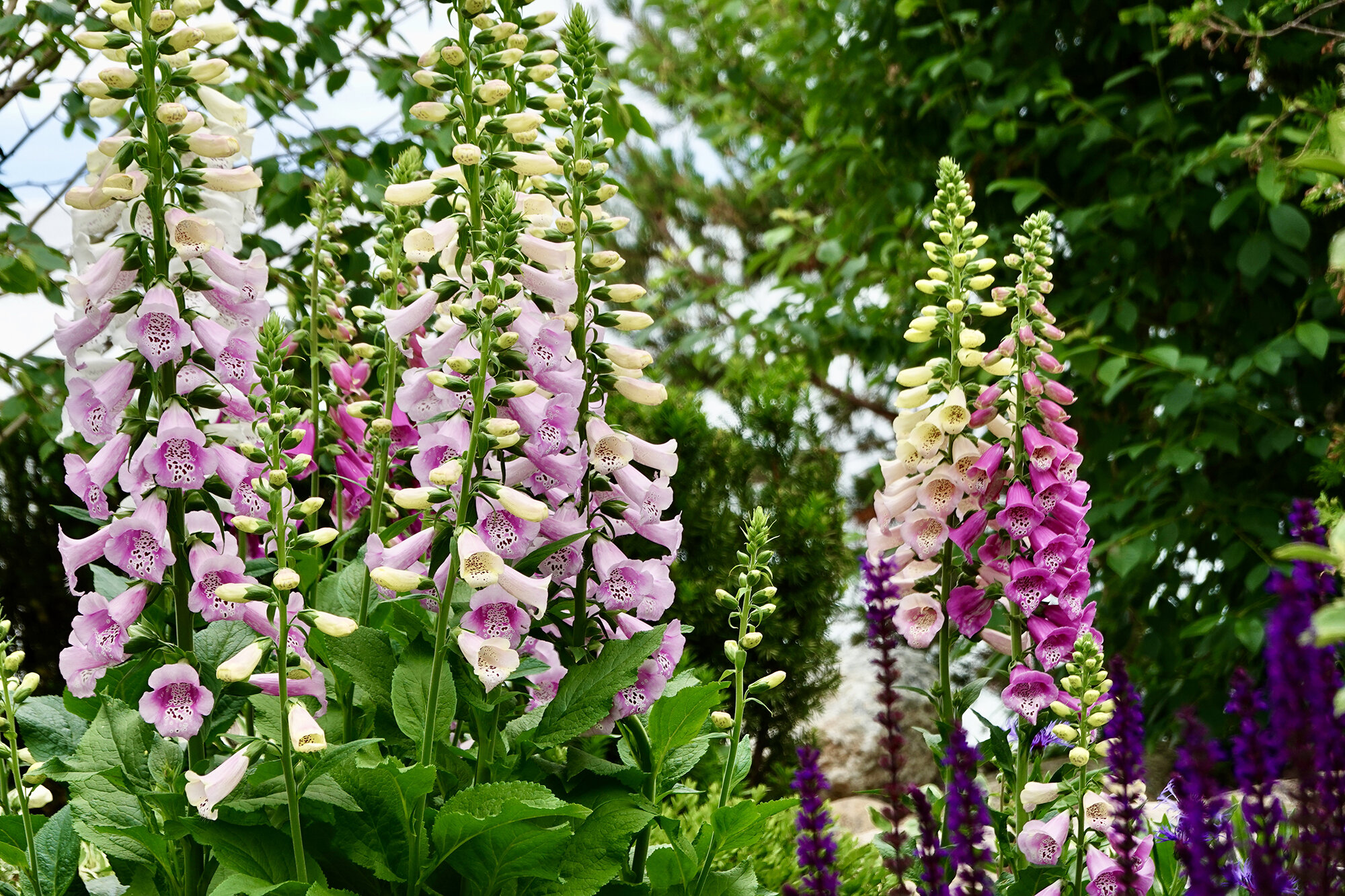 Foxgloves.jpg