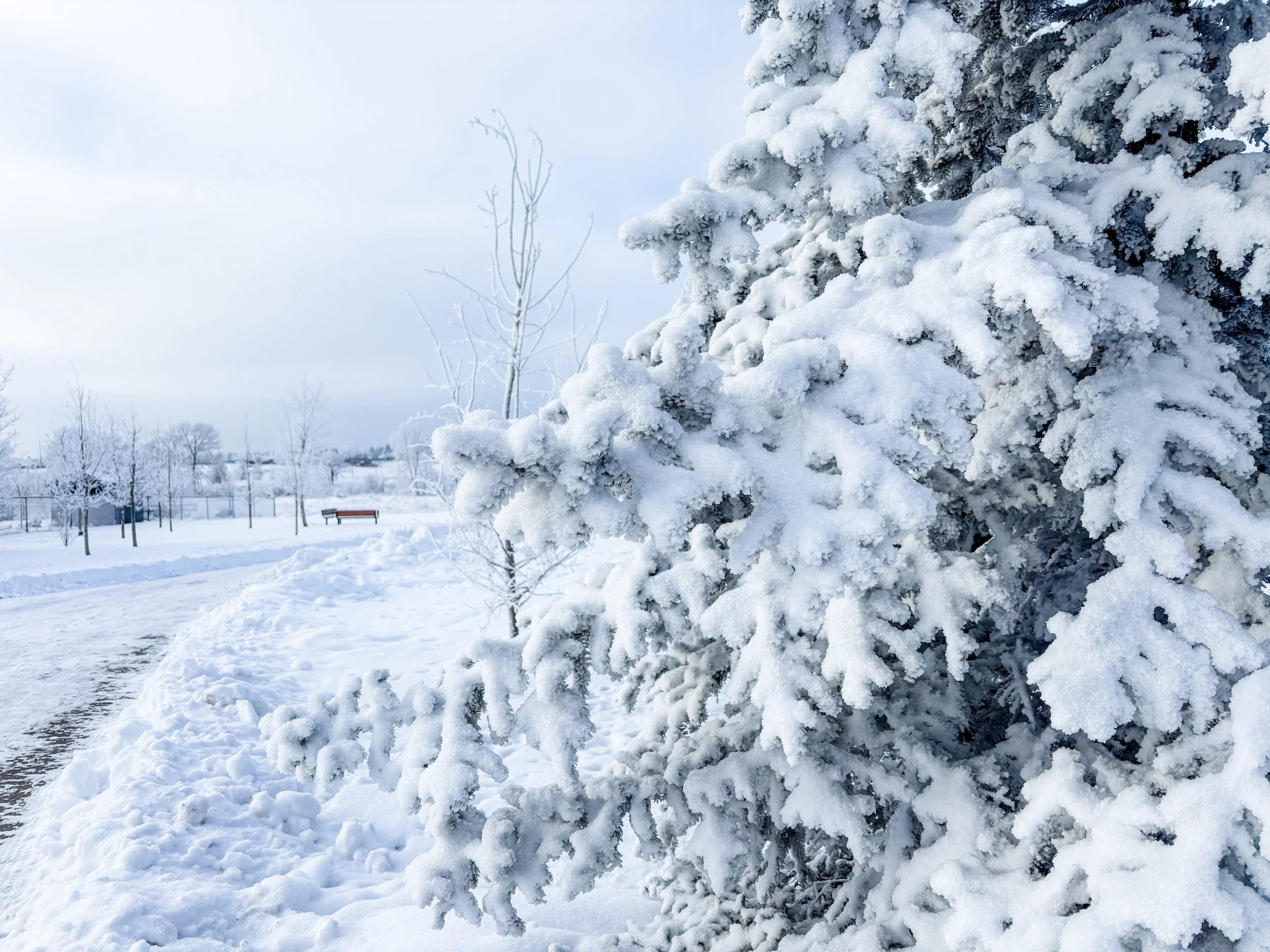 The Word I’m Carrying Into This Year