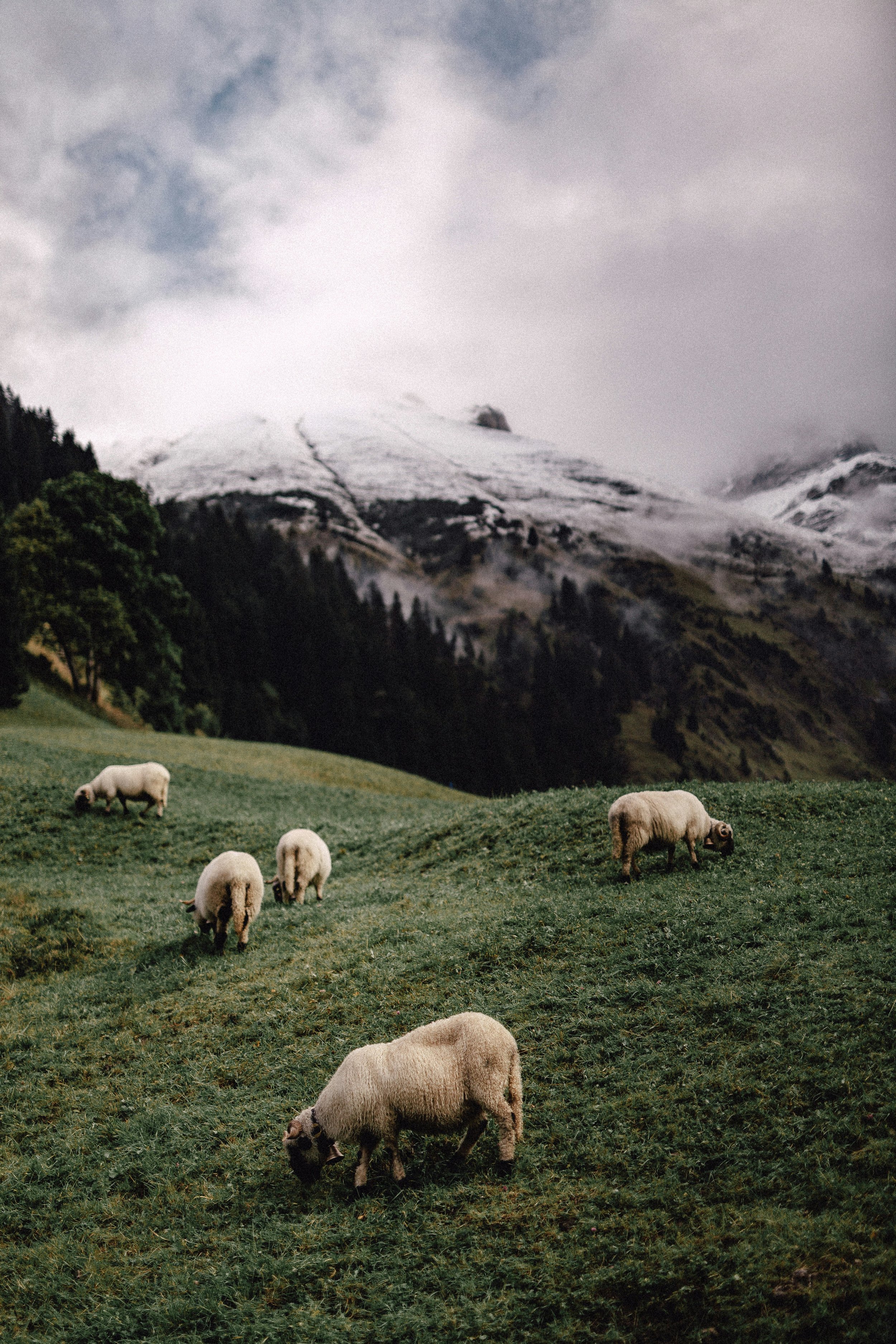 53. The Shepherd in Green Pastures: Psalm 23:1-3