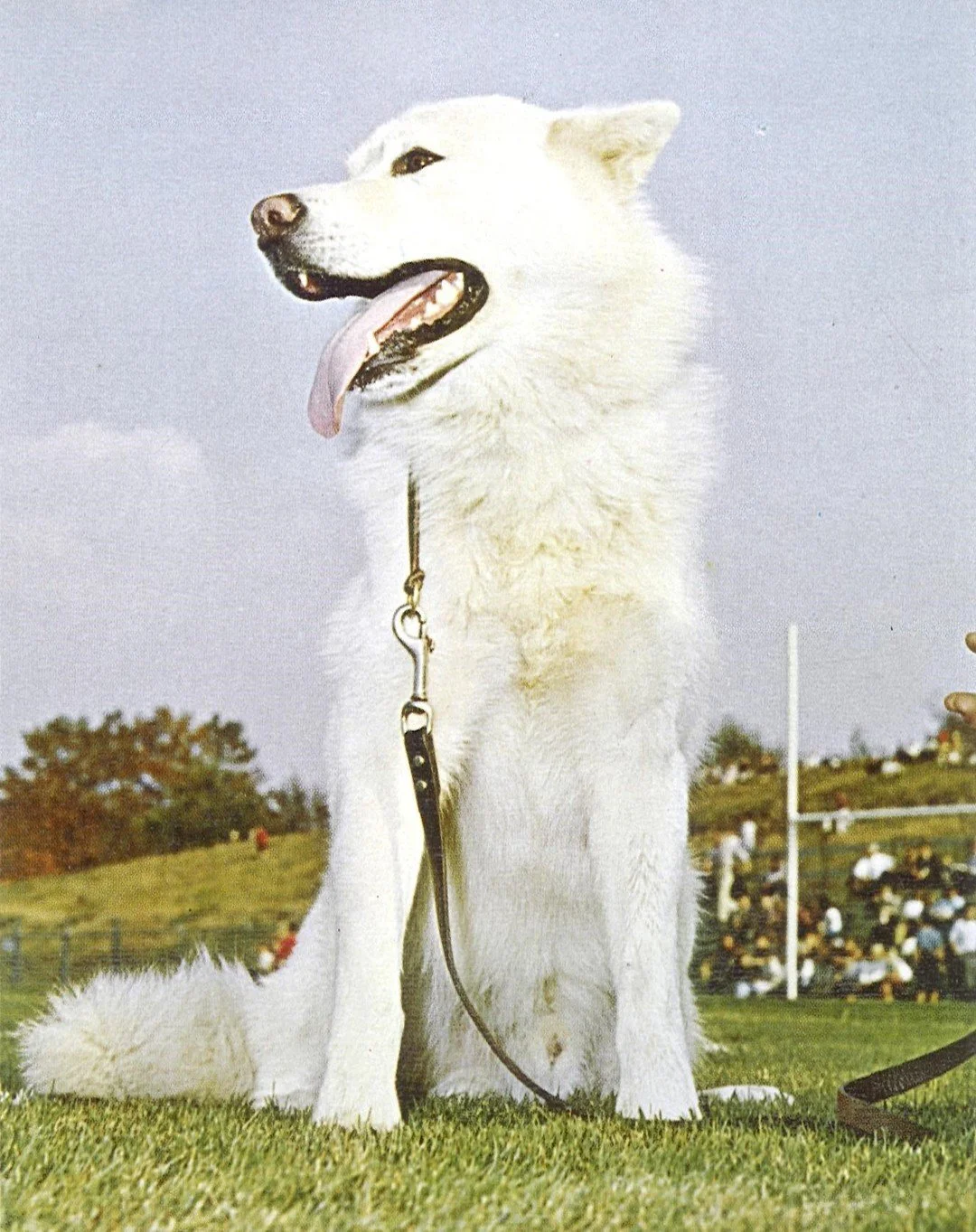 Throwing it back to the 1961 yearbook with a classic shot of Jonathan V looking as cute as ever! 🐾📚