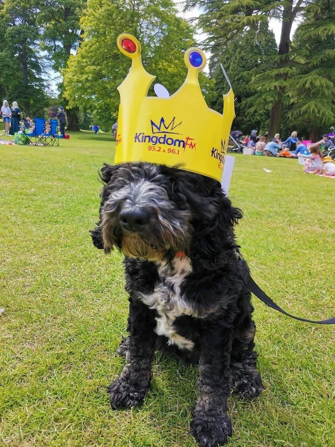 Dog wearing crown.jpg