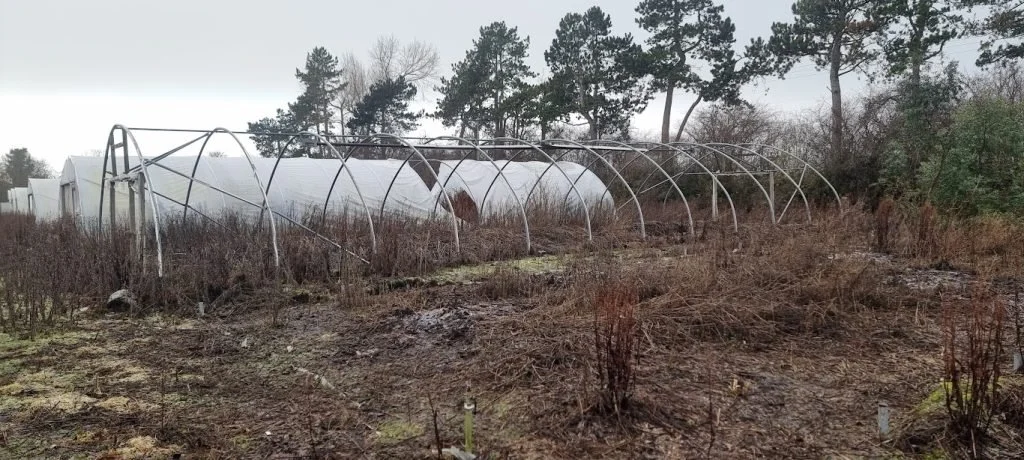 Sanctuary Garden - Poly Tunnel