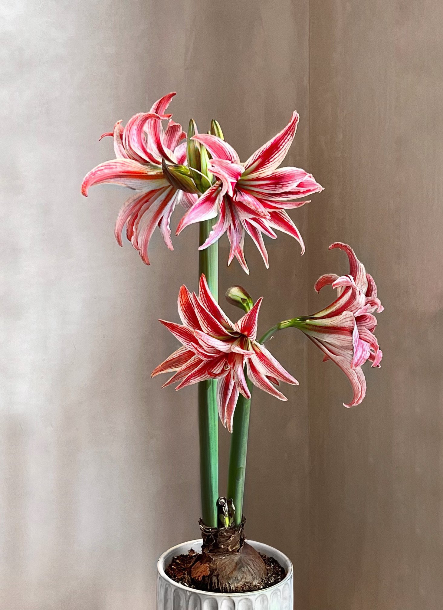 Doublet Jumbo Amaryllis