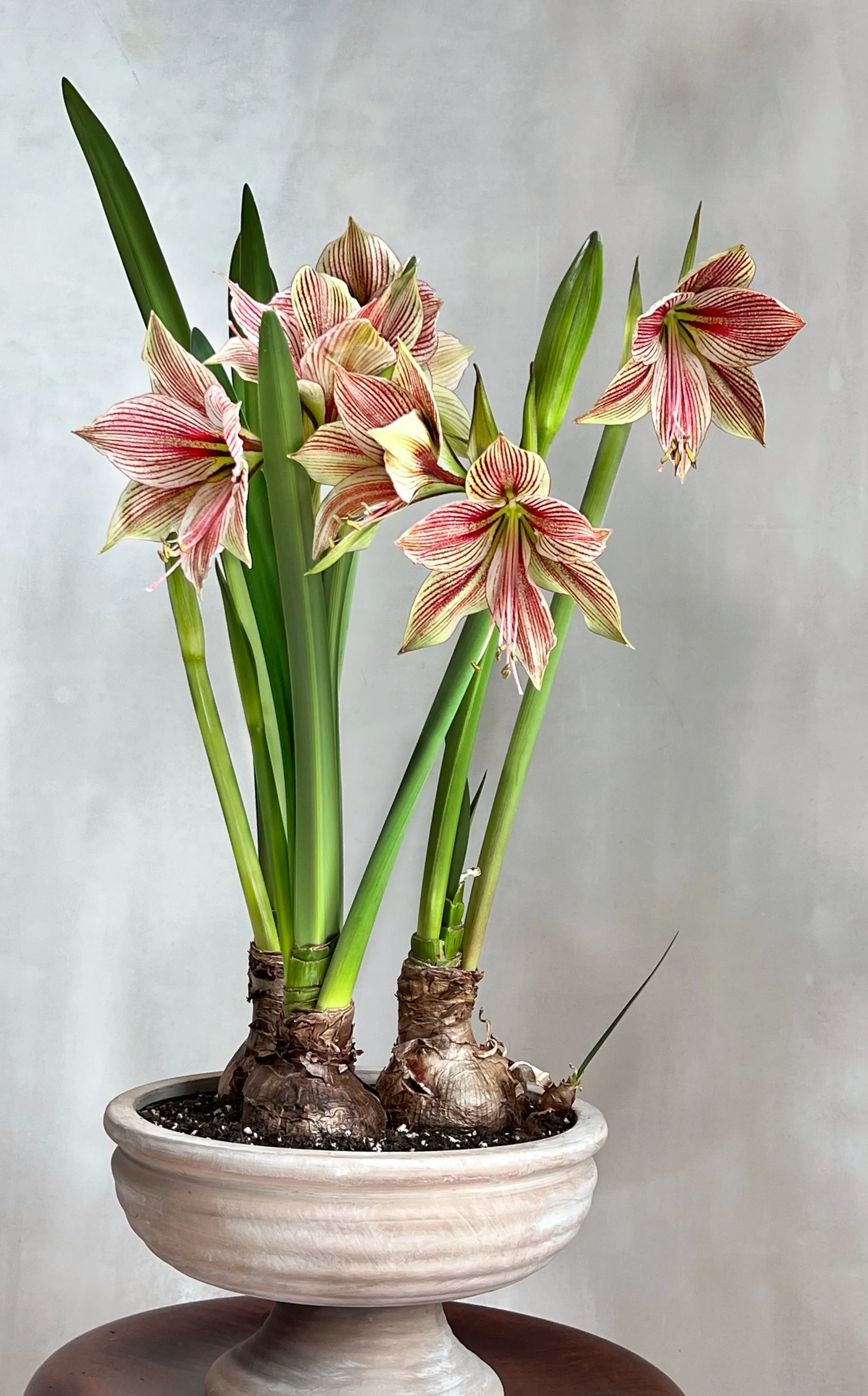 Exotic Star Specialty Amaryllis