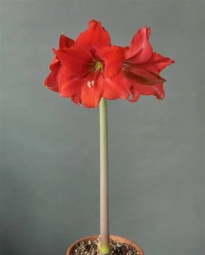Ludwig's Goliath Jumbo Amaryllis