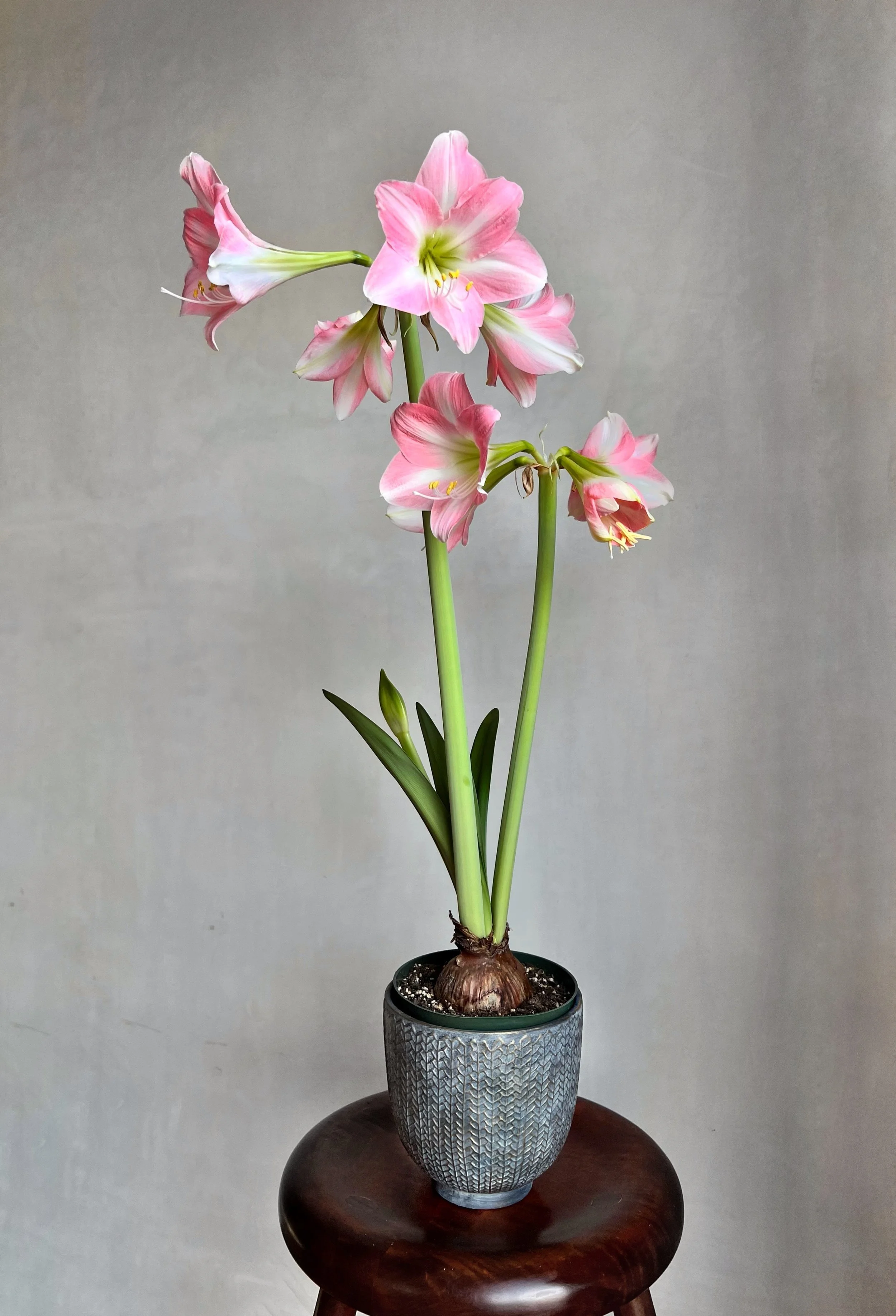 Rebecca Trumpet Amaryllis