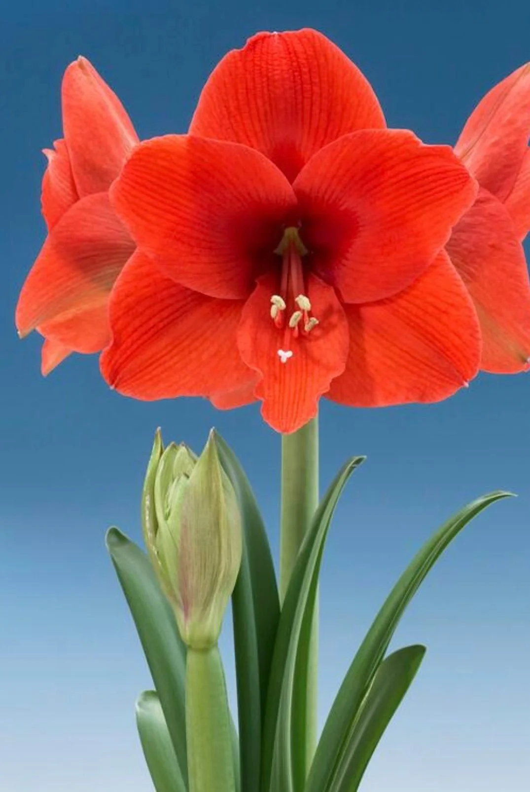 Naranja Jumbo Amaryllis