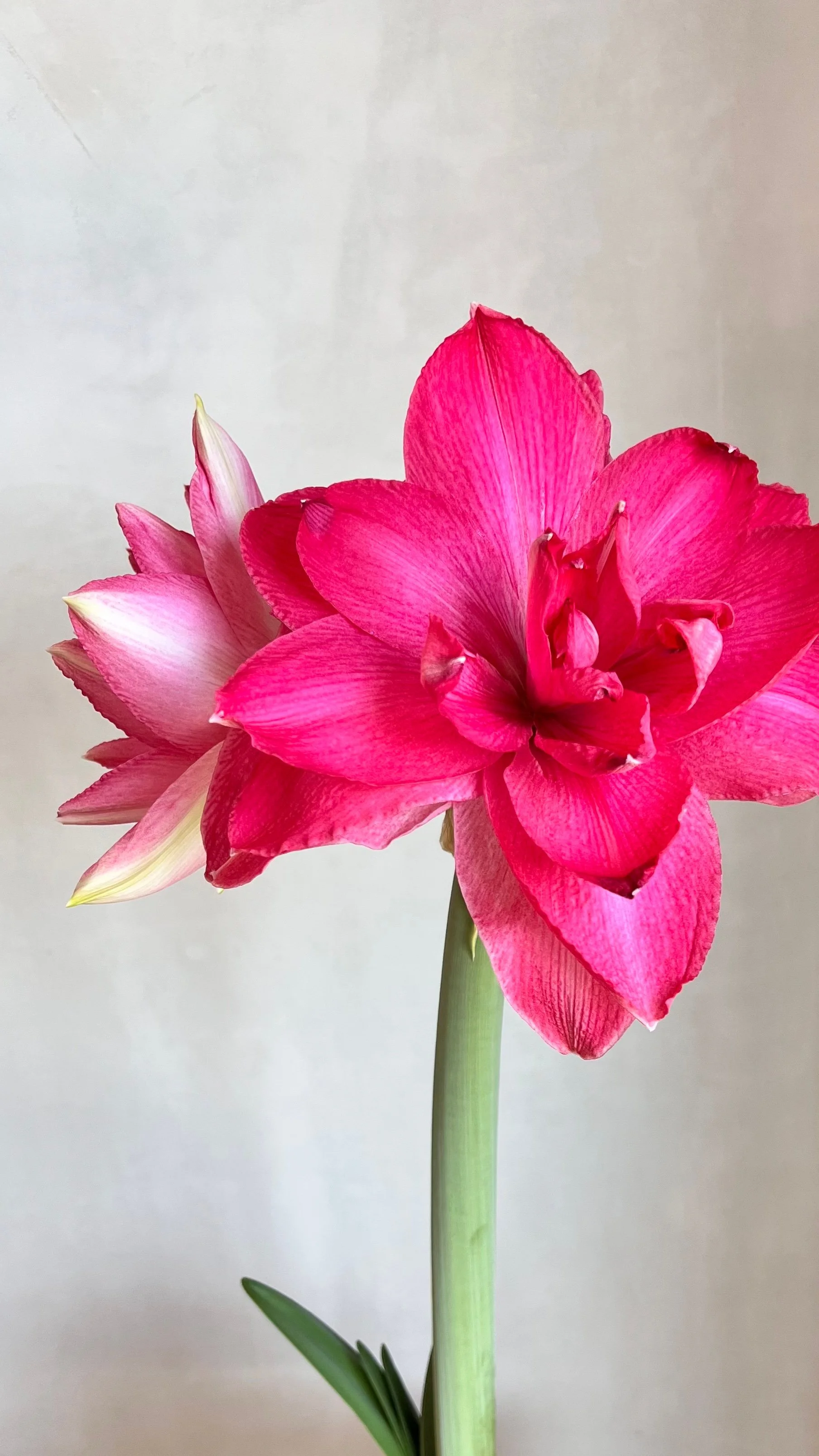 Double Dream Jumbo Amaryllis