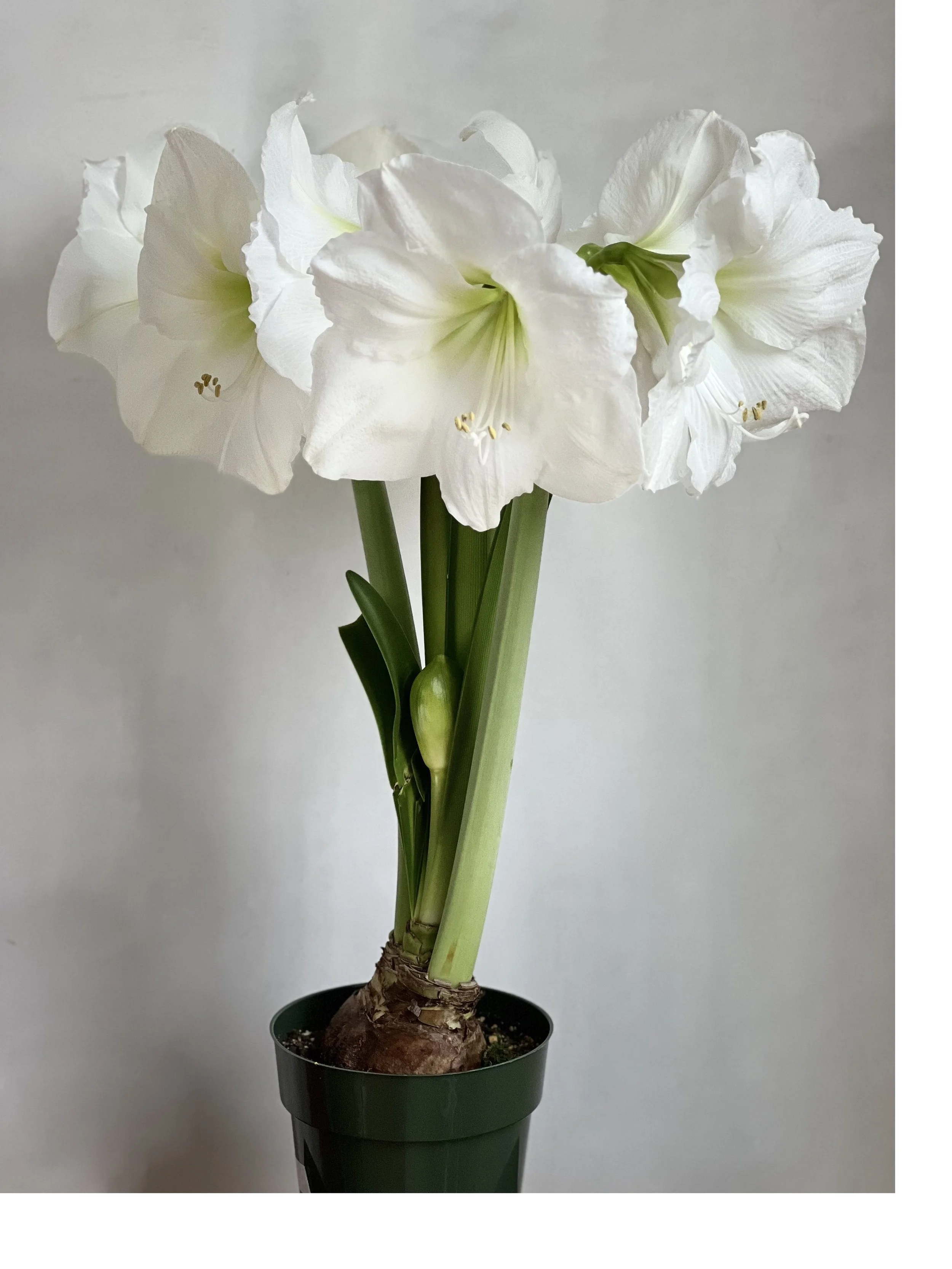 Maria Goretti Jumbo Amaryllis