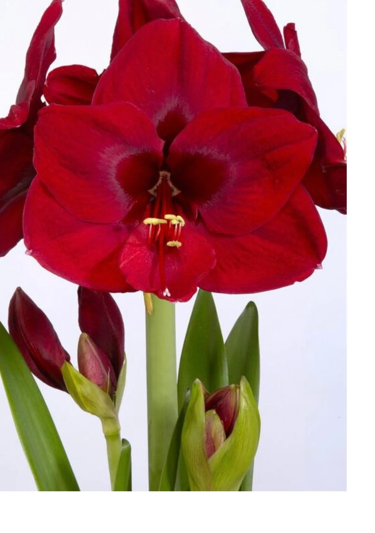 Carmen Jumbo Amaryllis