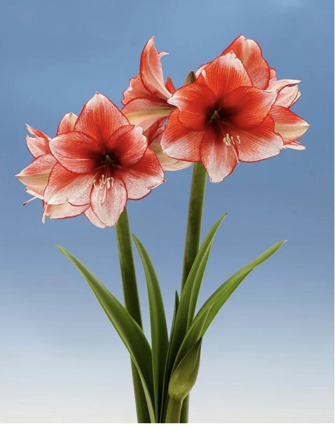 Stardust Jumbo Amaryllis