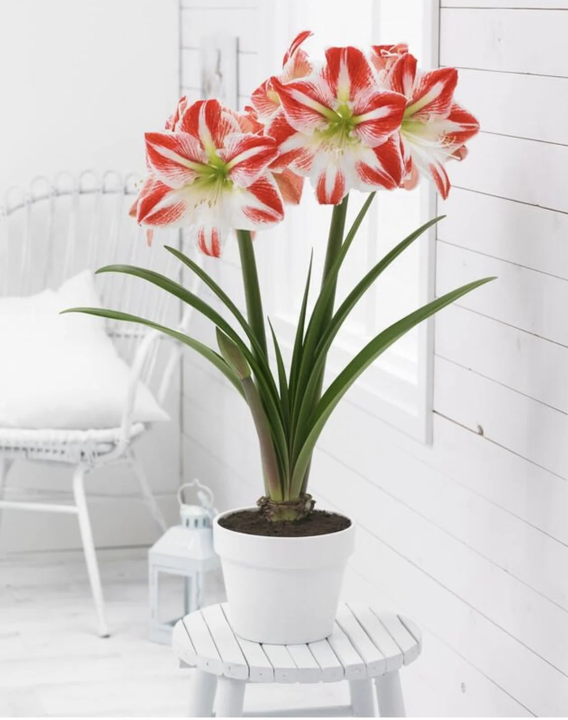 Spartacus Jumbo Amaryllis