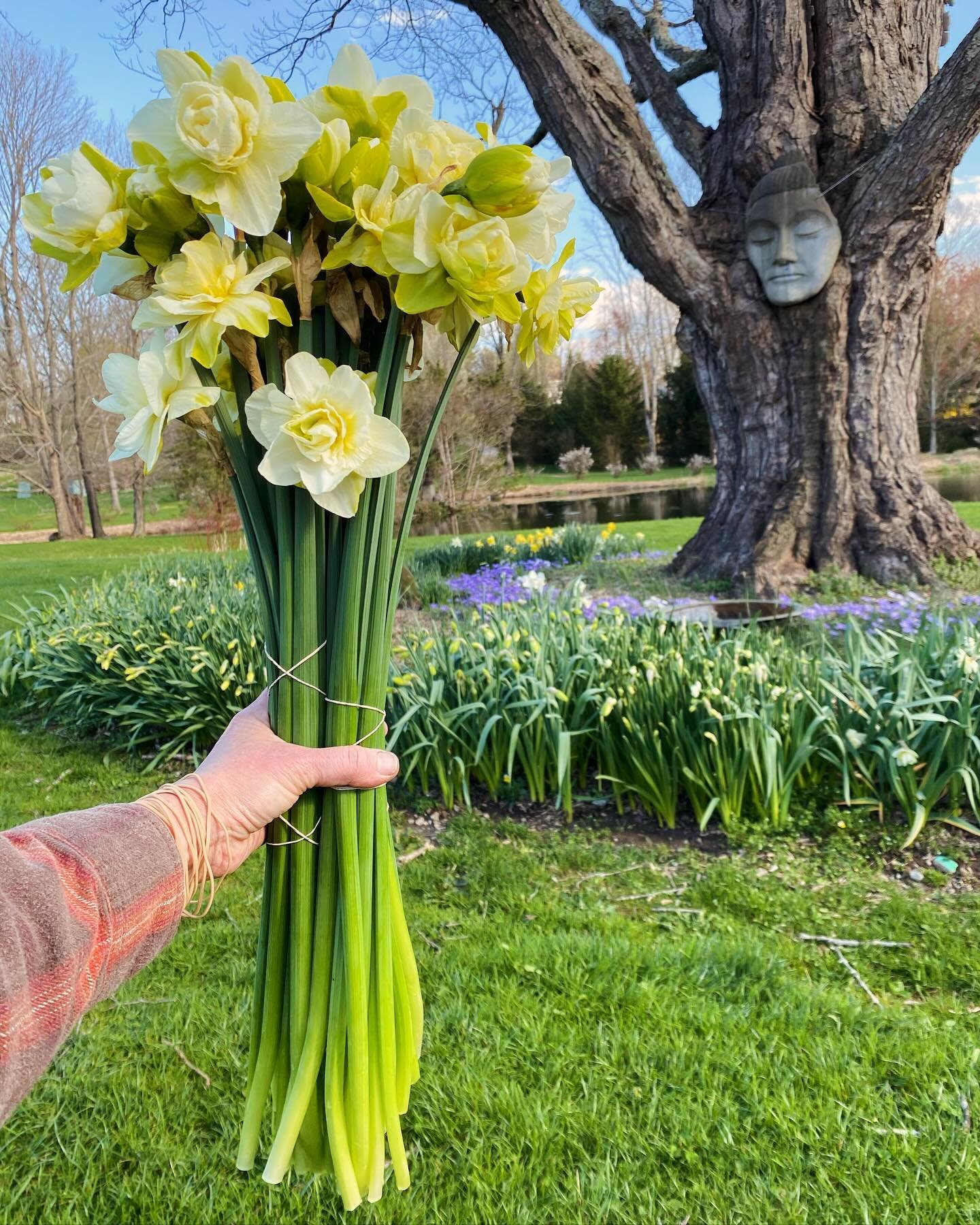 Although the weather has been so very wet this month and last, the daffodils don&rsquo;t seem to mind! The stem length has been outrageous this season and the fluffy blooms, too! These Obdam double daffodils &mdash;also lovingly known as fancy daffs&