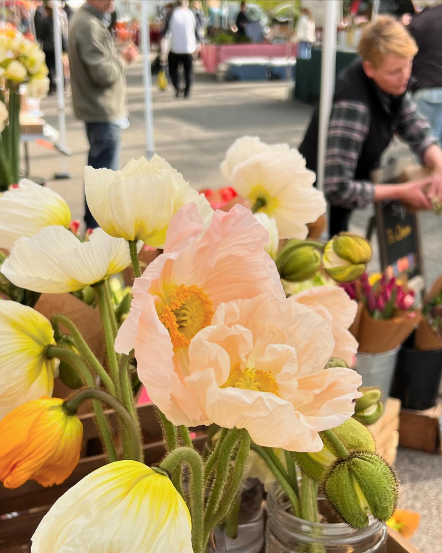 Good Morning, Beacon! We&rsquo;re heading your way today AND we&rsquo;ve got the first Italian Hummingbird poppies with us! Come meet the poppies and all the other spring blooms, and don&rsquo;t mind the grey skies! A little sprinkles make everything