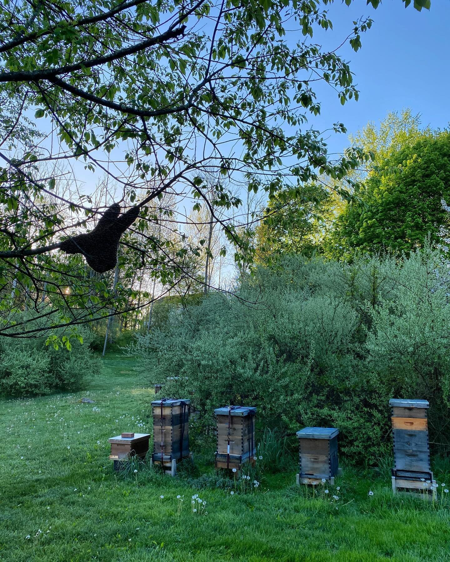 Another day, another swarm. 😝

#springtime #may #swarmseason #farmlife #sixdutchessfarm #honeybees #naturalbeekeeping #hudsonvalleyliving