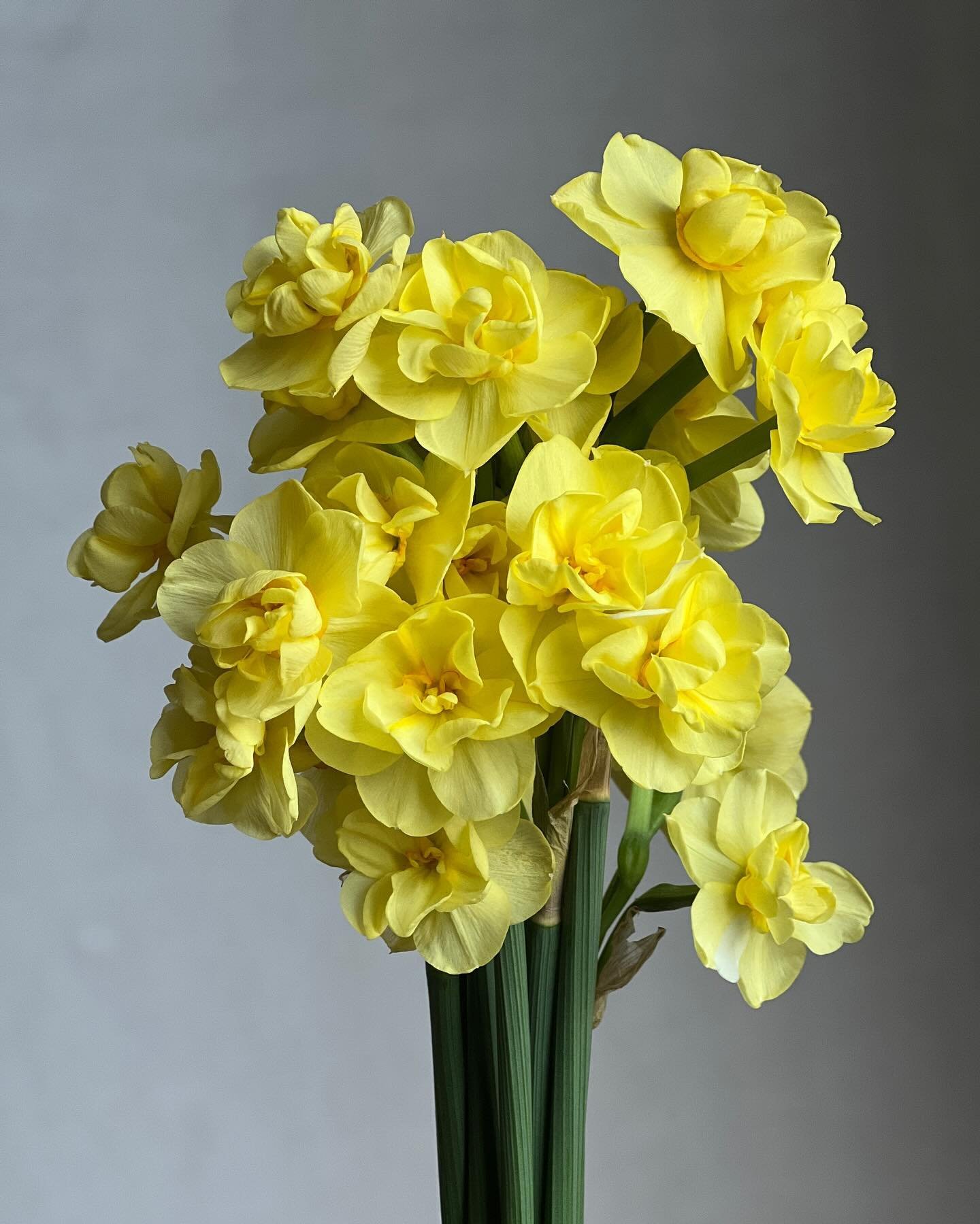 Hello, Flower Friends! A gentle reminder that this is the last day for Mother&rsquo;s Day pre-orders. We&rsquo;ll be tucking some of these sweet fragrant Yellow Cheerfulness daffodils into the bouquets! 

There are 2 links in our bio for pre-ordering