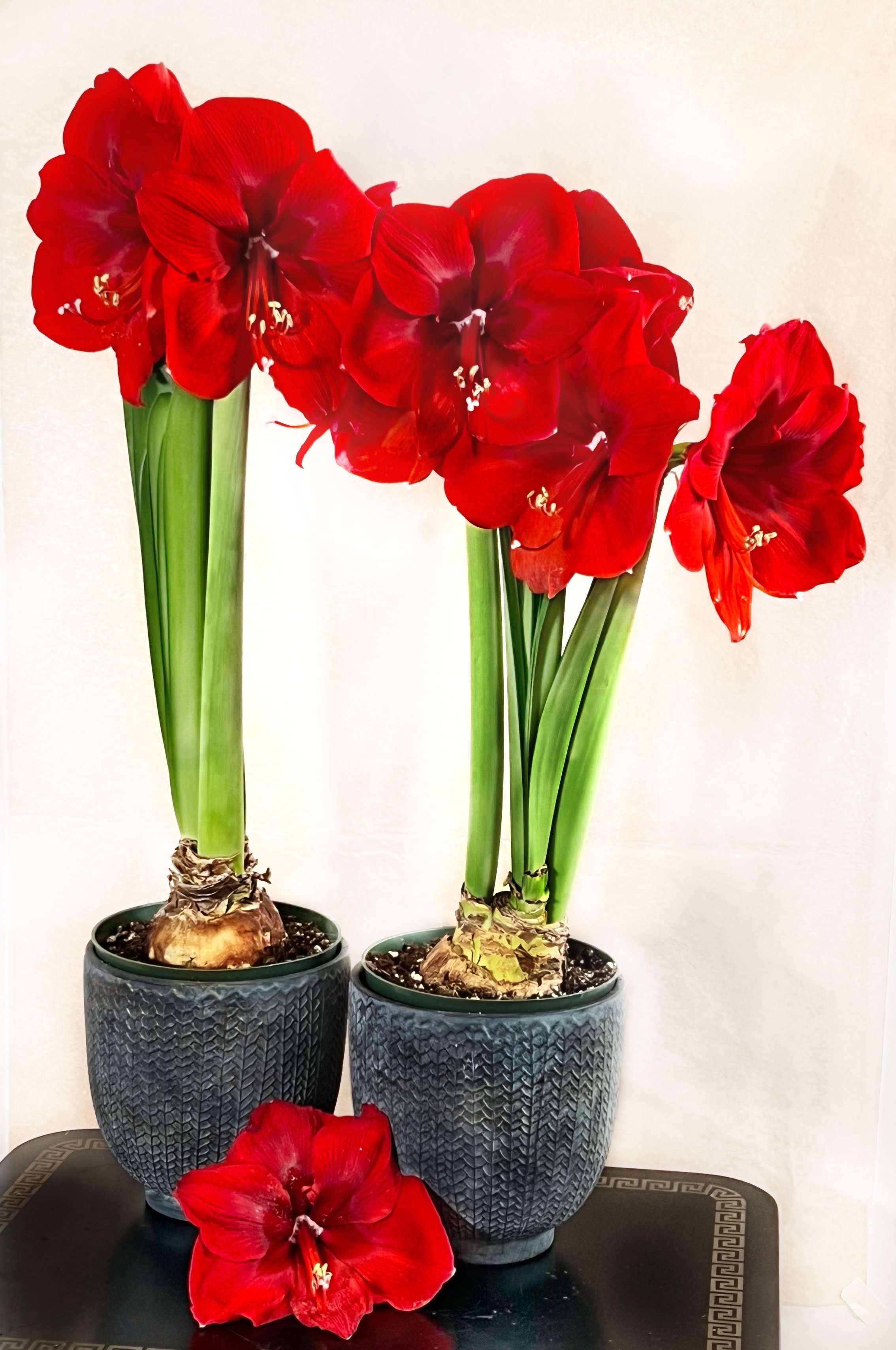 Red Lion Jumbo Amaryllis