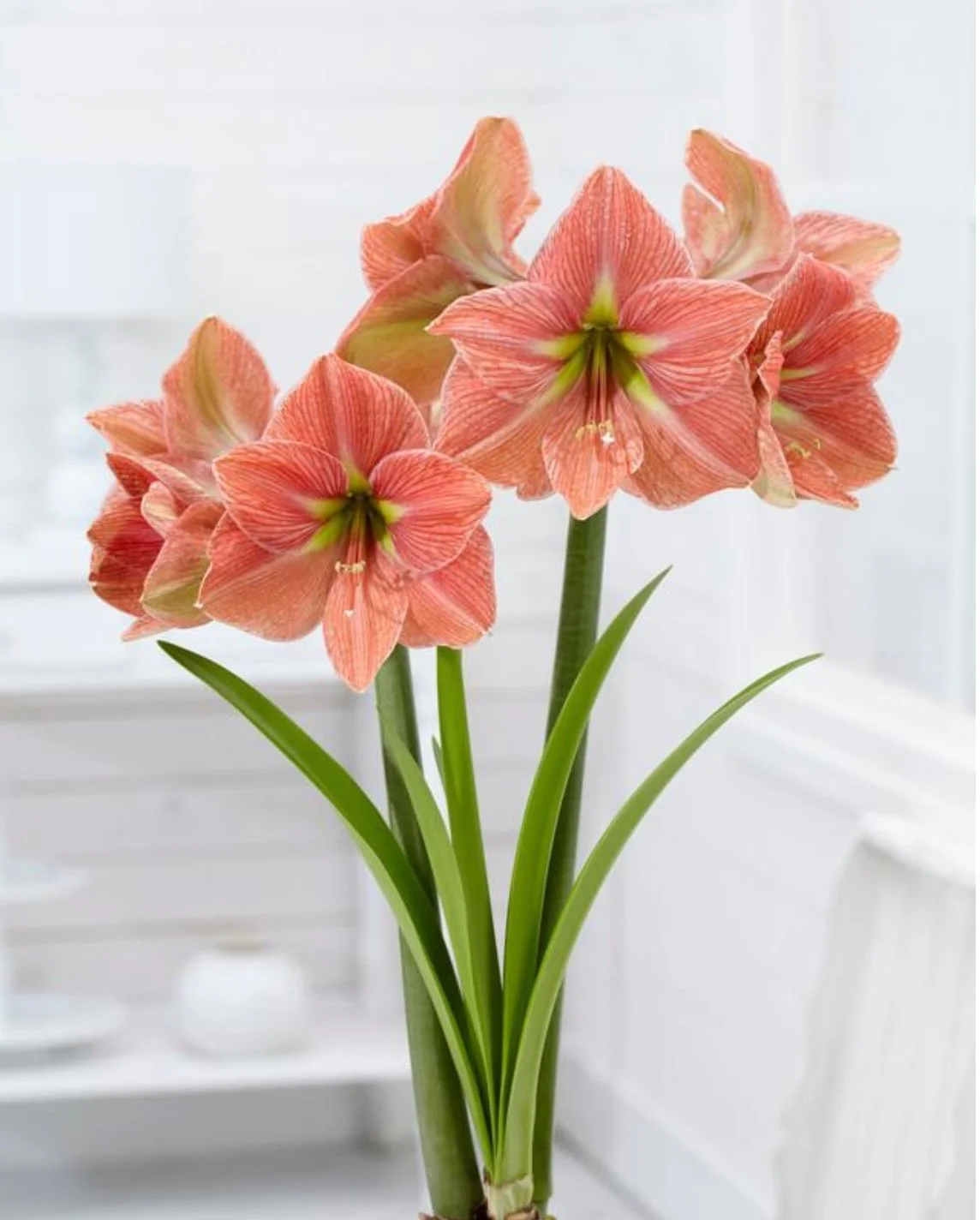 Terracotta Jumbo Amaryllis