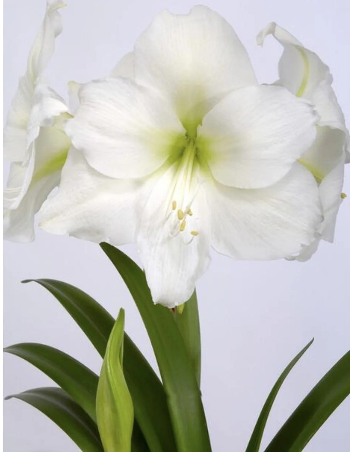 Christmas Gift Jumbo Amaryllis