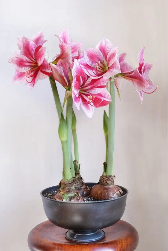Gervaise Dutch Amaryllis