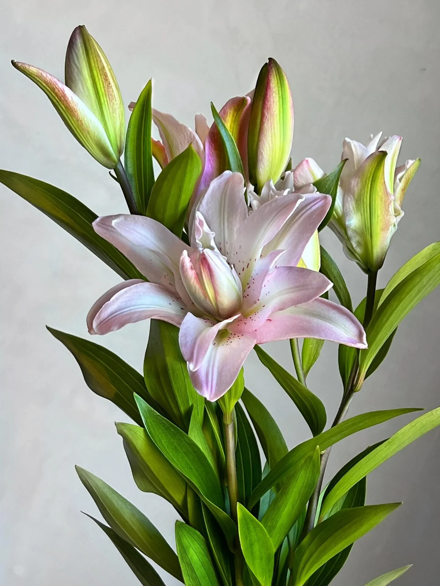 Sometimes a flower just makes your heart skip a beat! 💓 Lotus Queen roselillies are just that kind of flower! She&rsquo;s headed to @beaconfarmersmarket today (Sunday) along with rosy Roselilly Shamira, double lilies, Hulk + Belvedere &amp; Jumbo Fr