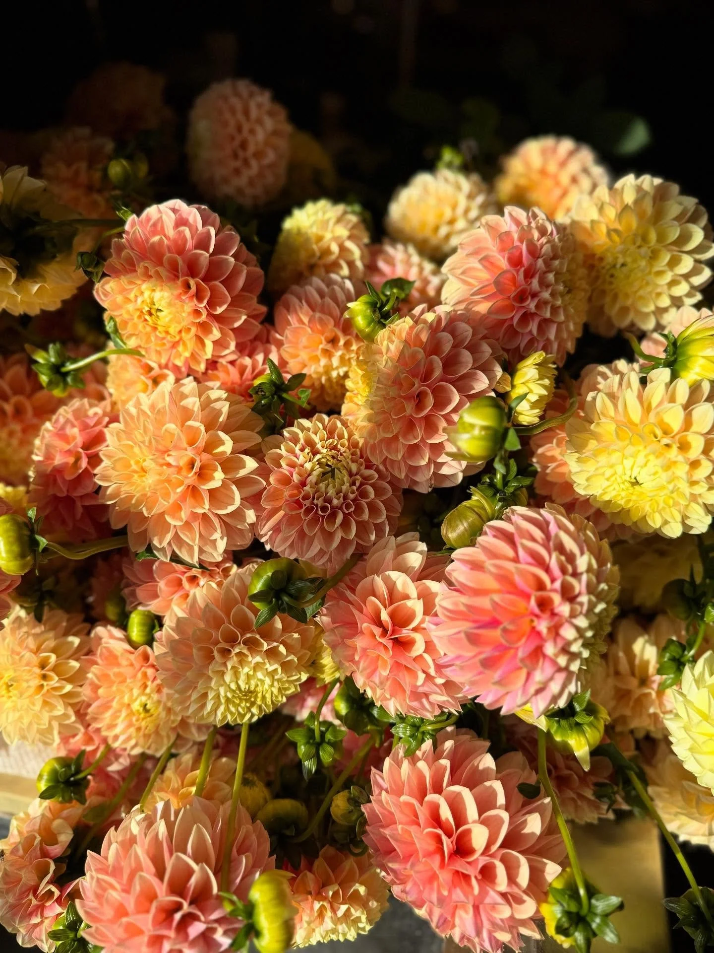 Happy Sunday and Hello, Beacon! Good news! Our experiment with sprinklers during last week&rsquo;s frost actually worked, well, kind of! We managed to save half of our field dahlias from frost damage by running overhead sprinklers overnight and throu