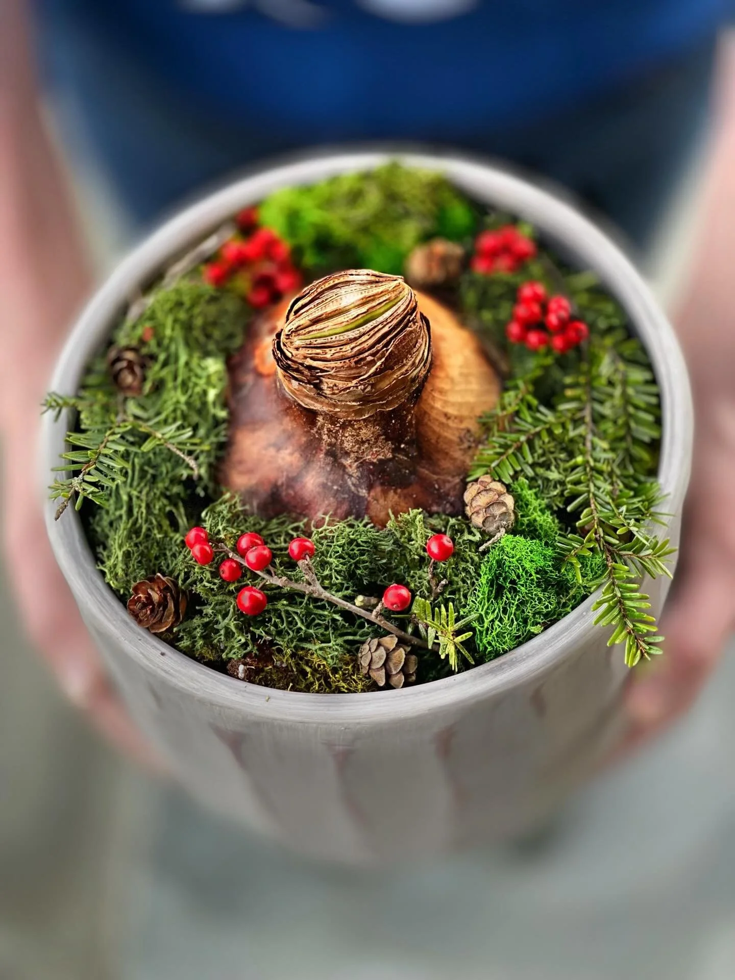 Jumbo Amaryllis bulbs, potted, and all dressed up for weekend markets! Come visit us (and the Amaryllis!) this Saturday at @coldspringfarmersmarket , 10am - 1pm, and Sunday at @beaconfarmersmarket , 10am - 2pm. 

Amaryllis make the most wonderful hol