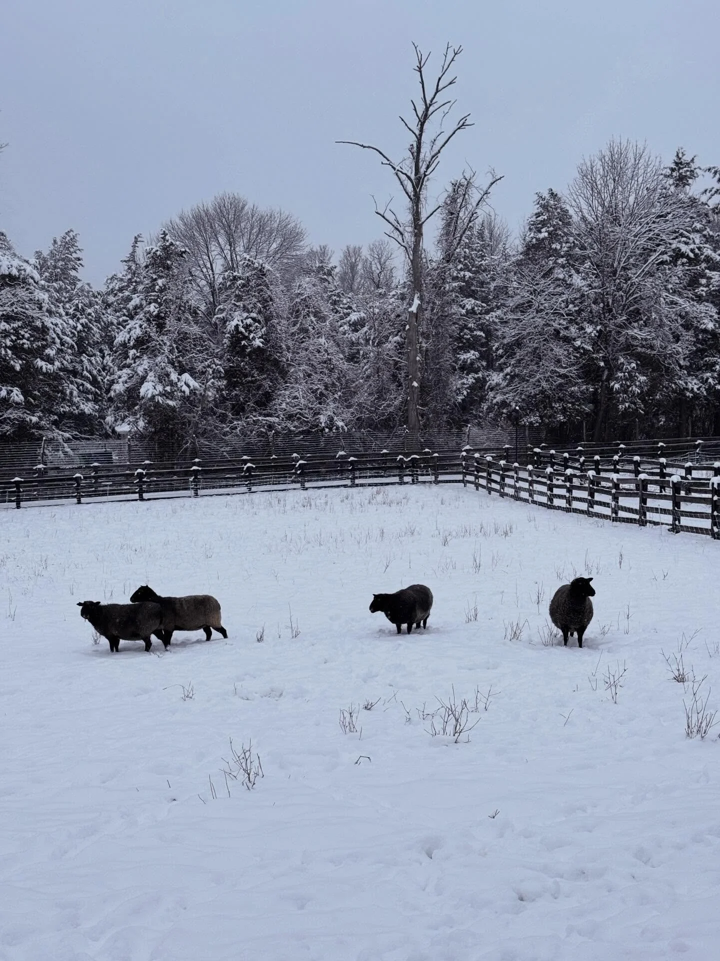 Hello fellow shepherds! Question for you: are you moving your sheep inside during the storm or  leaving your flock on pasture with protection? 

If just cold, we&rsquo;d leave our flock outside with the protection of a three-sided shed and extra bedd