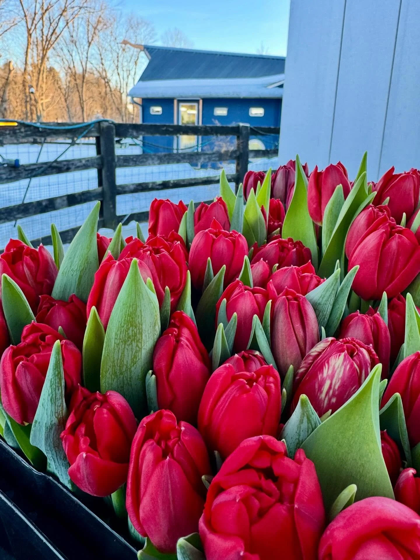 Happy Valentine&rsquo;s Day, Friends! We&rsquo;ll be at @pvillefm today, 9:30 - 12 noon with fresh flowers from the farm! Also you can find our Valentine&rsquo;s flowers today at @coldspringfarmersmarket, @millbrookbeefdairy and @mckinneyanddoyle. Ha