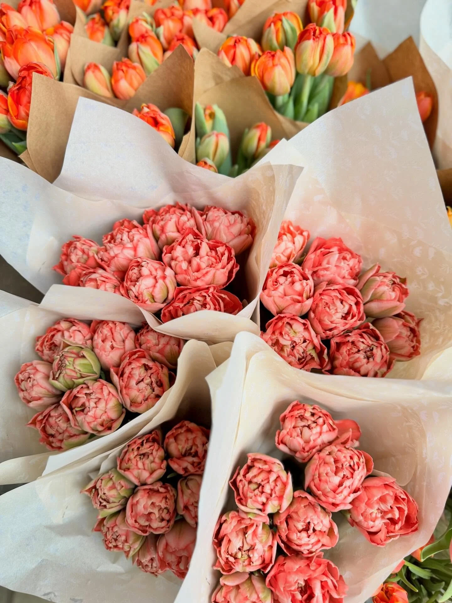 Good Moning, Beacon! Beloved Quinty Trustfull tulips coming to @beaconfarmersmarket today along with the big + bold orange queen, Queensday. Two total stunners, friends, but limited stock today, so please come early if you want fresh flowers! See you