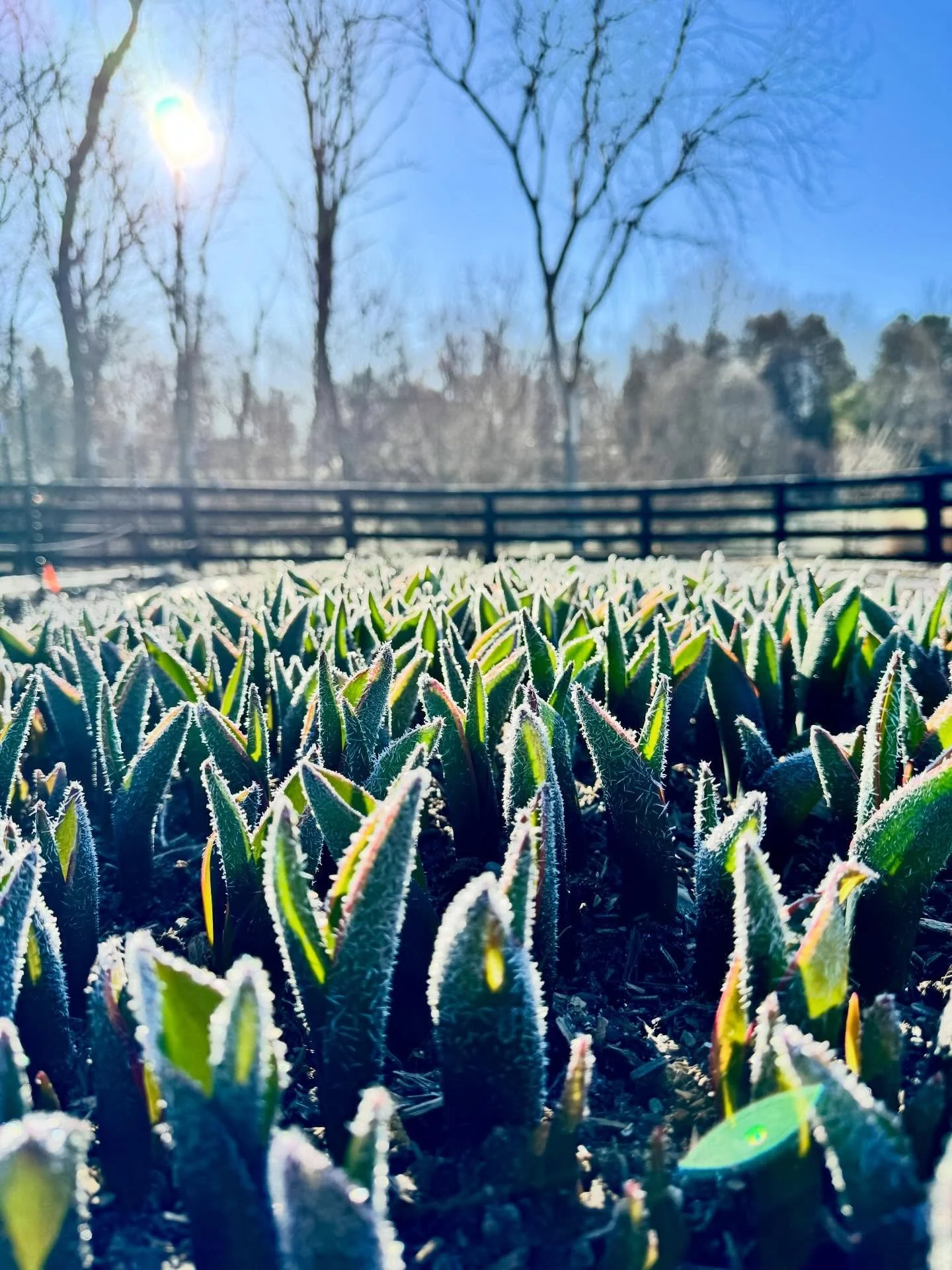 Frosty days and field tulips! Another chill coming through and the first of the field tulips about 2 weeks away from bloom. It&rsquo;s really starting to look and feel like spring. #tulips #sixdutchessfarm #hudsonvalleyflowers #locallygrown #springti