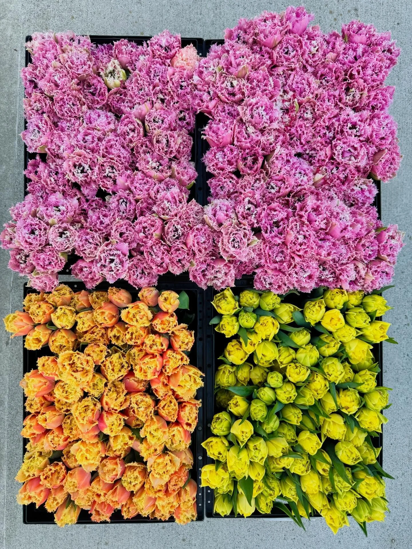Hello, Flower Friends! The warm weather has created an abundance of flowering blooms this week, and we can&rsquo;t wait to bring these colorful beauties to market for the holiday weekend! Tomorrow (Saturday), we&rsquo;ll be returning to @coldspringfa