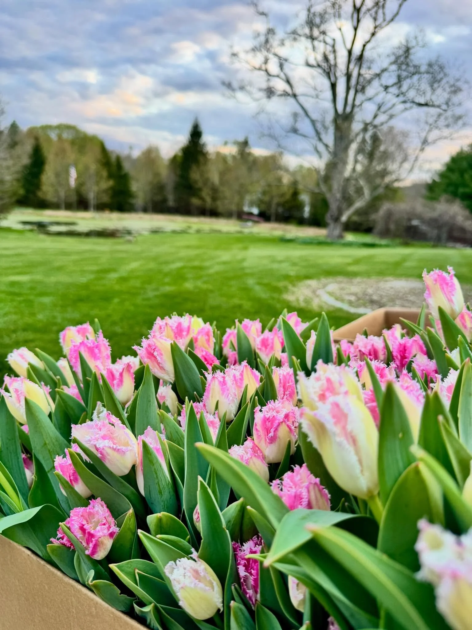 Hello, Friends! Happy Earth Day! Though I feel like this should be every day that we salute and celebrate Mother Earth! 

Spring flowers are most definitely here, and the field and tunnels are blooming! Come visit us this Saturday (tomorrow!) at the 