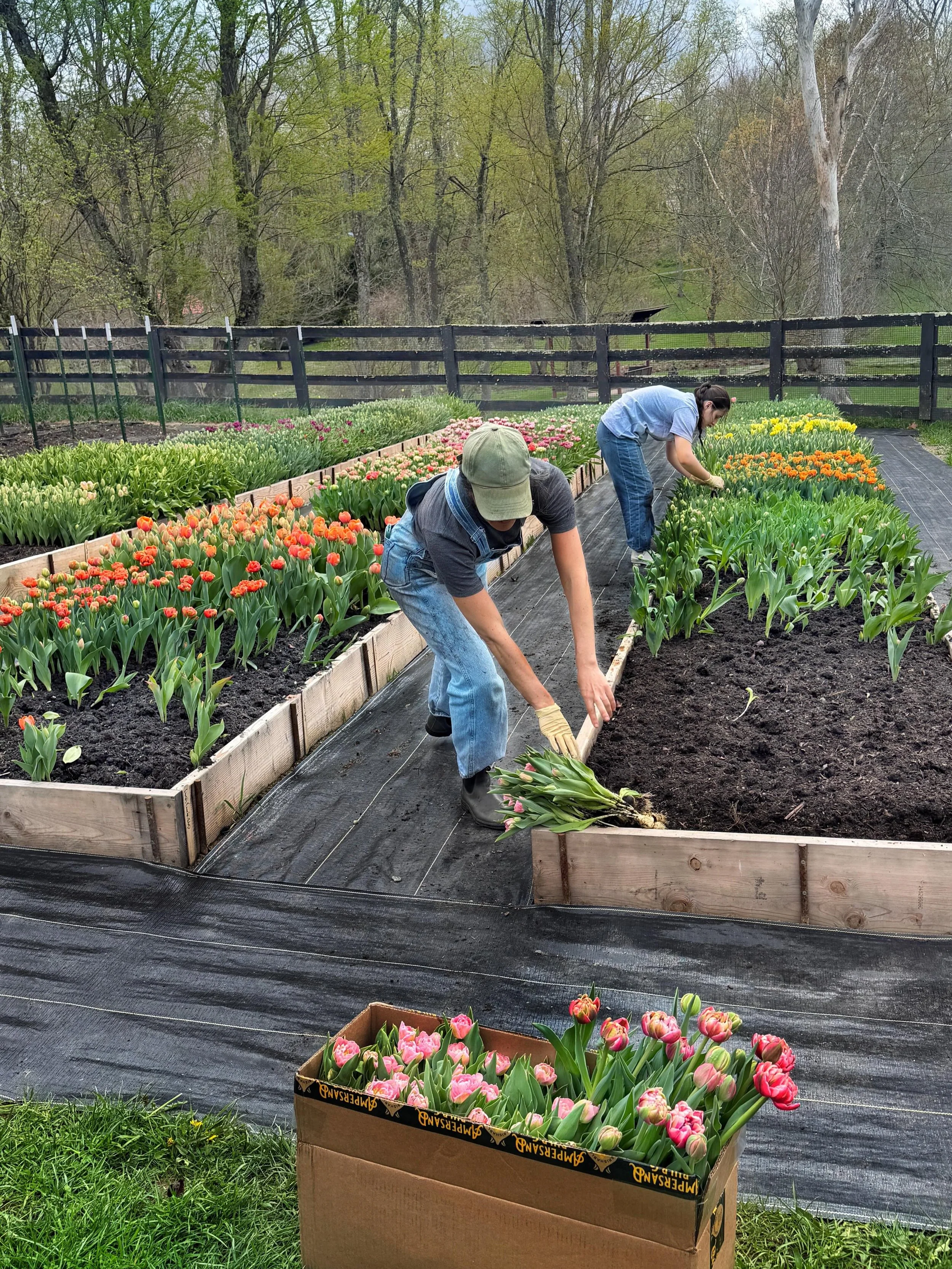 It&rsquo;s been such a treat to have this day off, sleep late, and resist every temptation to work on the farm&hellip;though I must confess, I did harvest poppies and water plug trays. Mostly, I just had the time to process all the happening on the f