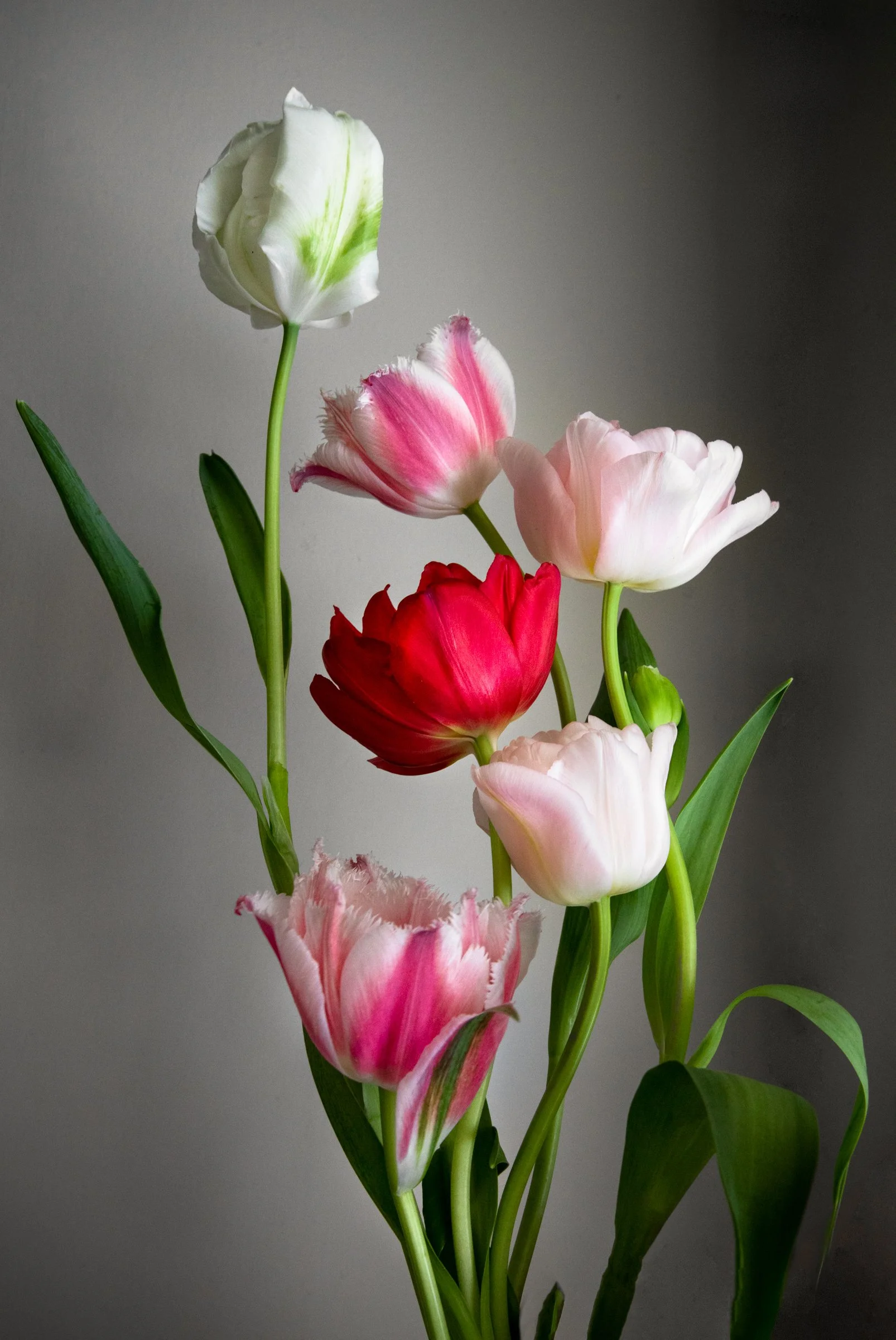 Winter Tulip CSA Share