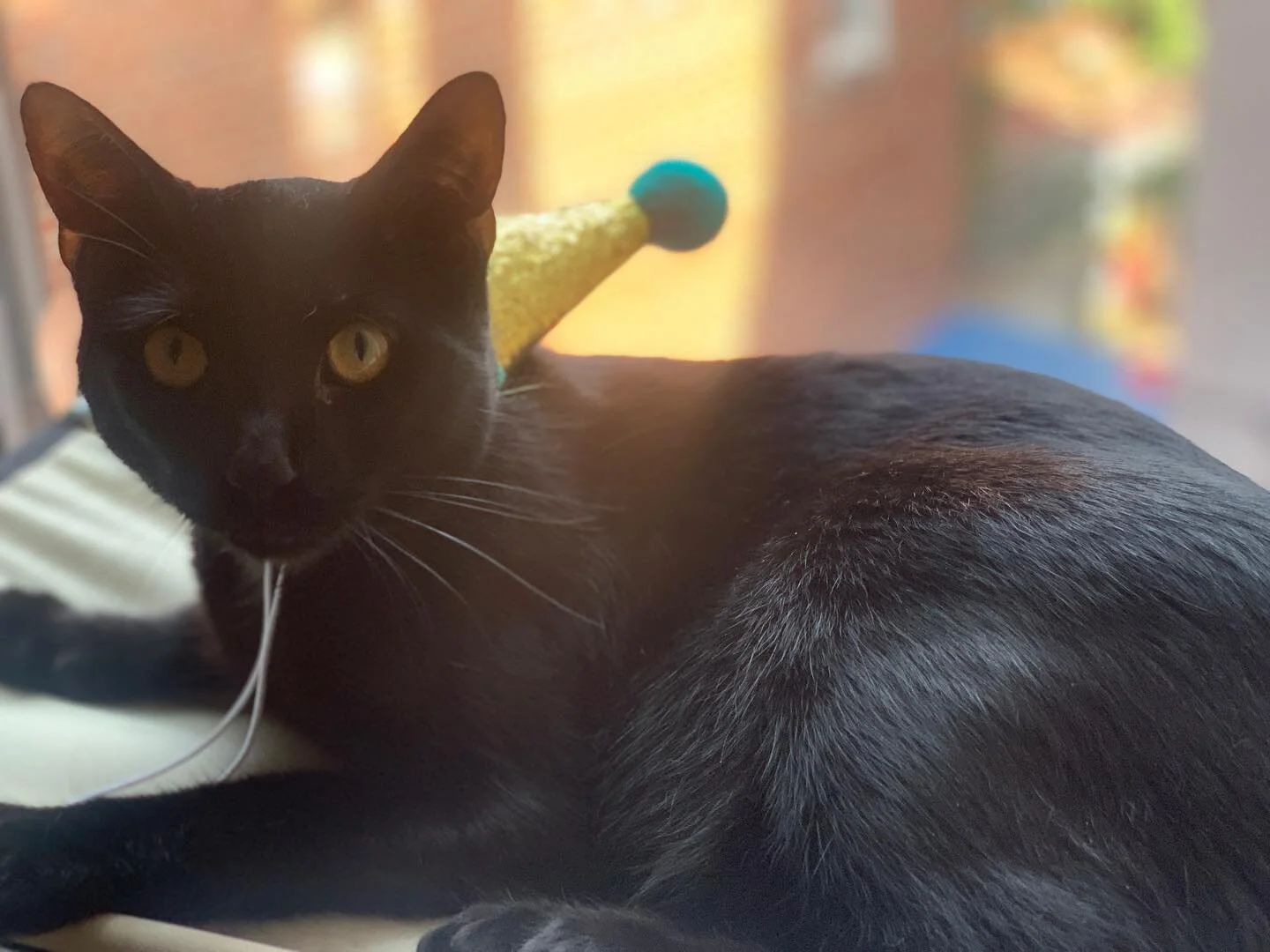 I can’t believe my little Prince is 1️⃣! Happy Birthday Tuna! 🥳😻 I feel like he was just 3 months old. 😭 His favorite things are eating ALL the paper and cardboard including mommy’s scripts, chasing flies, annoying the crap out of Pene