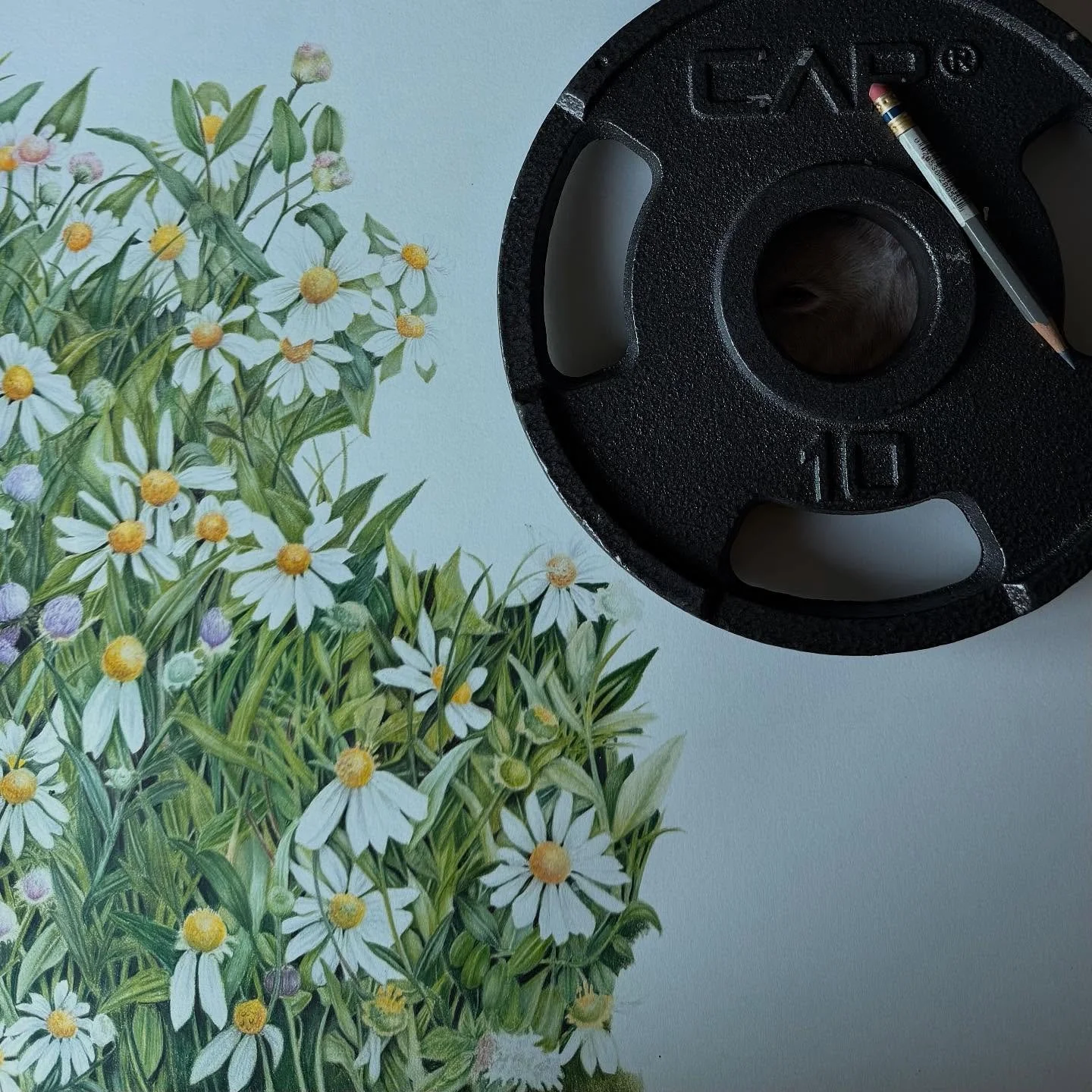 Various usage of weight plates 🏋🏻&zwj;♀️

Sunrise at 8:23am
Sunset at 5:18pm 

#happycoloring 
#arthurrubinstein