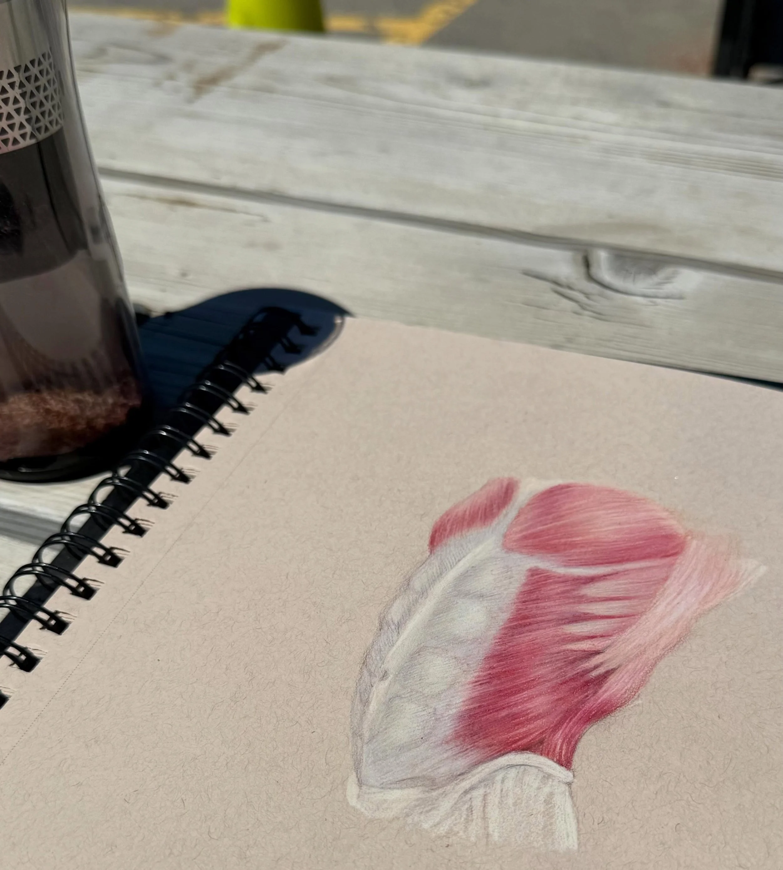Outdoor colouring day☀️

色は手ではなく心で塗ります

#anatomicaldrawing 
#colourpencildrawing
#色鉛筆画
#ぬりえ