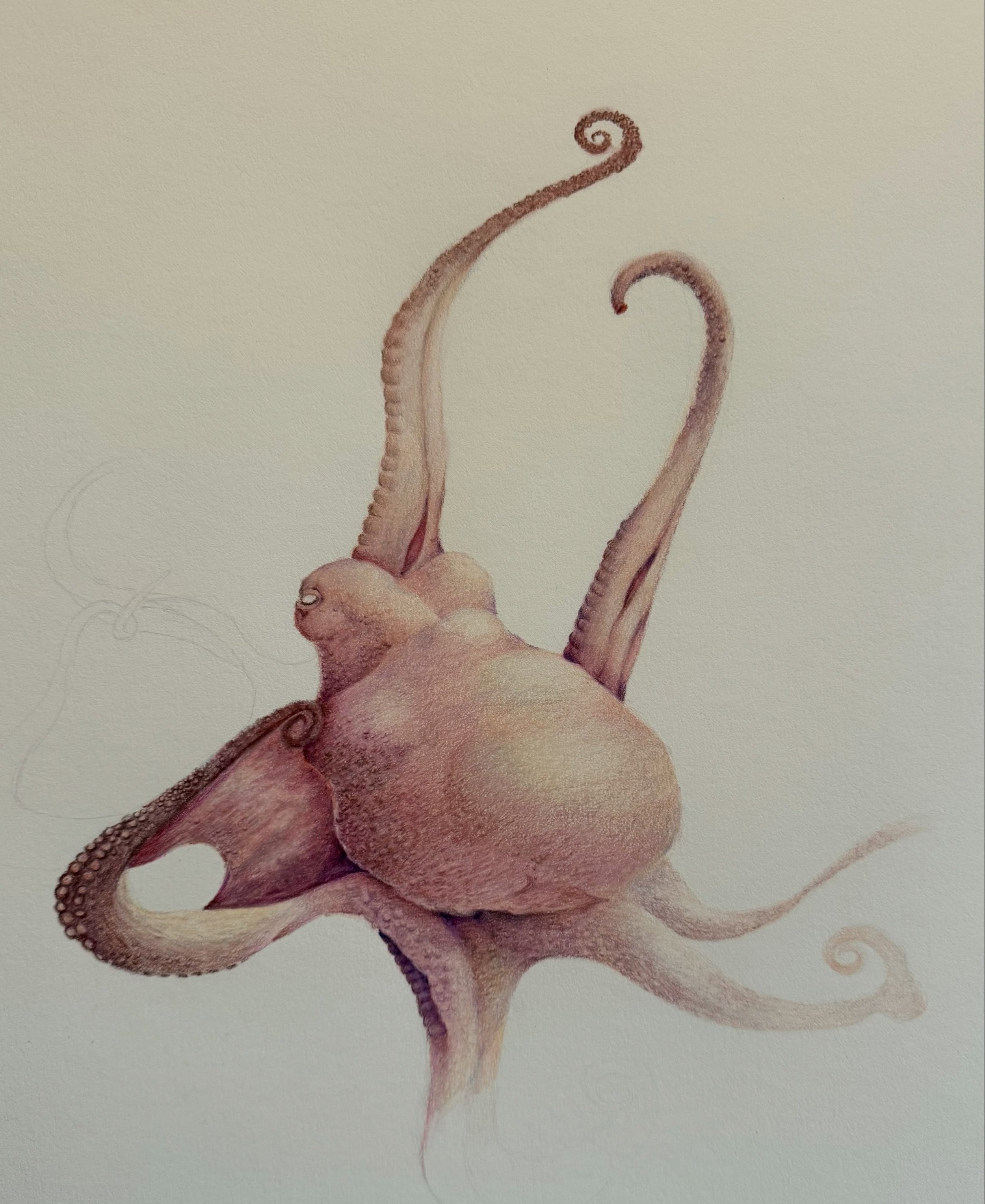 &ldquo;When I colour, my body melts into the colours.&rdquo;

It&rsquo;s hard to throw this sentence in a daily conversation sometimes&hellip;

#colourpencildrawing 
#octopuslove
#natureart