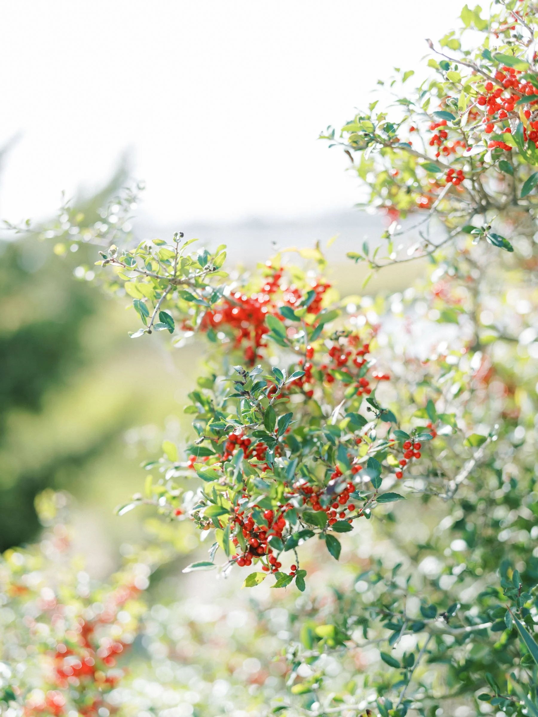 Close-up of bush with red berries and green leaves, sunlight background.