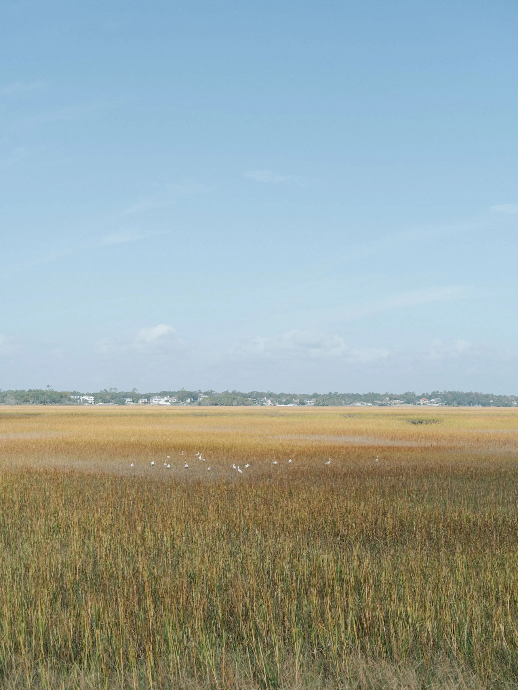 Wide open marshland with tall grasses, a group of birds, and a distant horizon with a few houses under a clear blue sky.