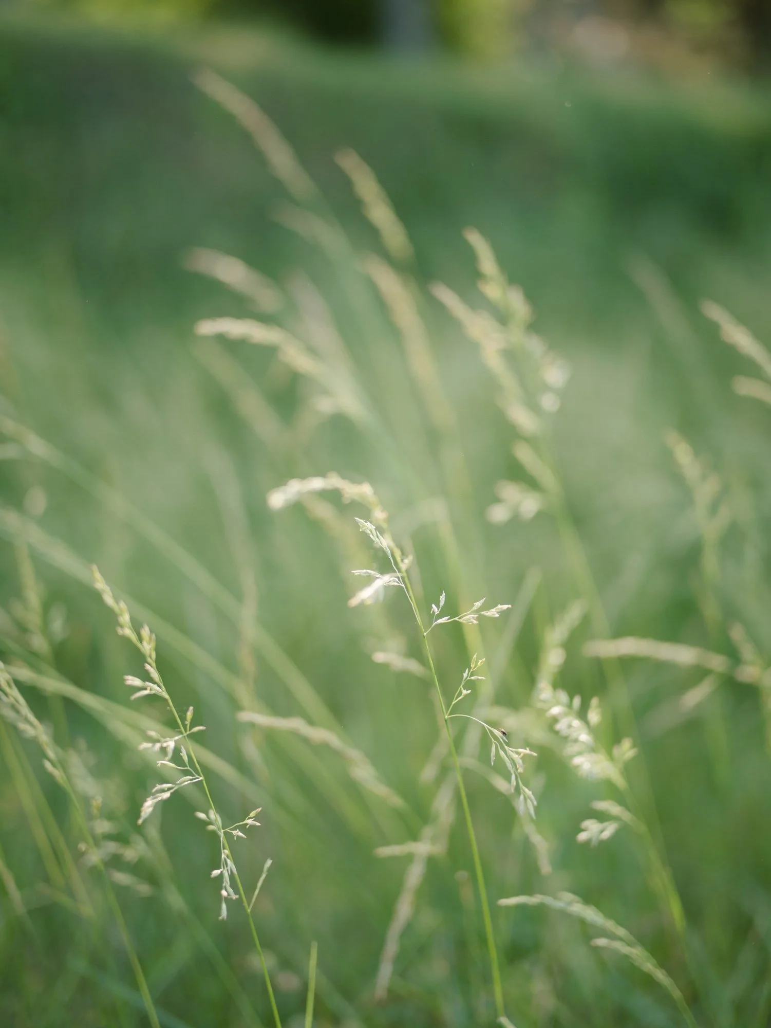 charlotte-engagement-photos-field-_082423_00029.jpg