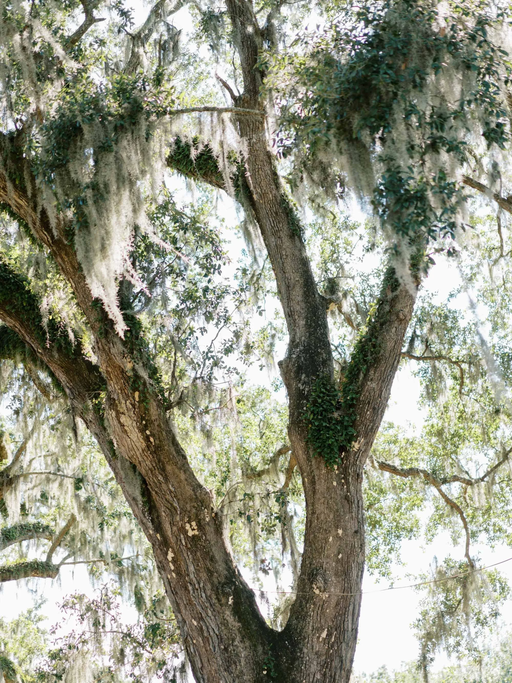 boone-hall-charleston-summer-wedding-photos_022326_00002.jpg
